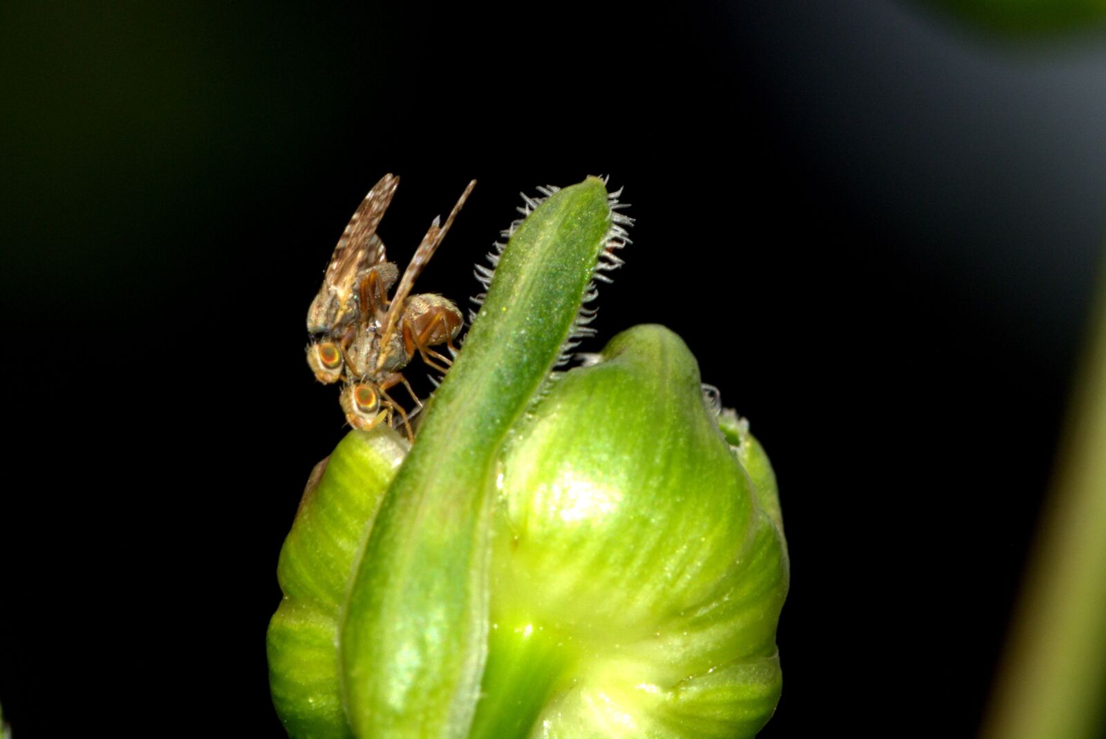 Nikon D5200 sample photo. Insect, pairing, small flies photography
