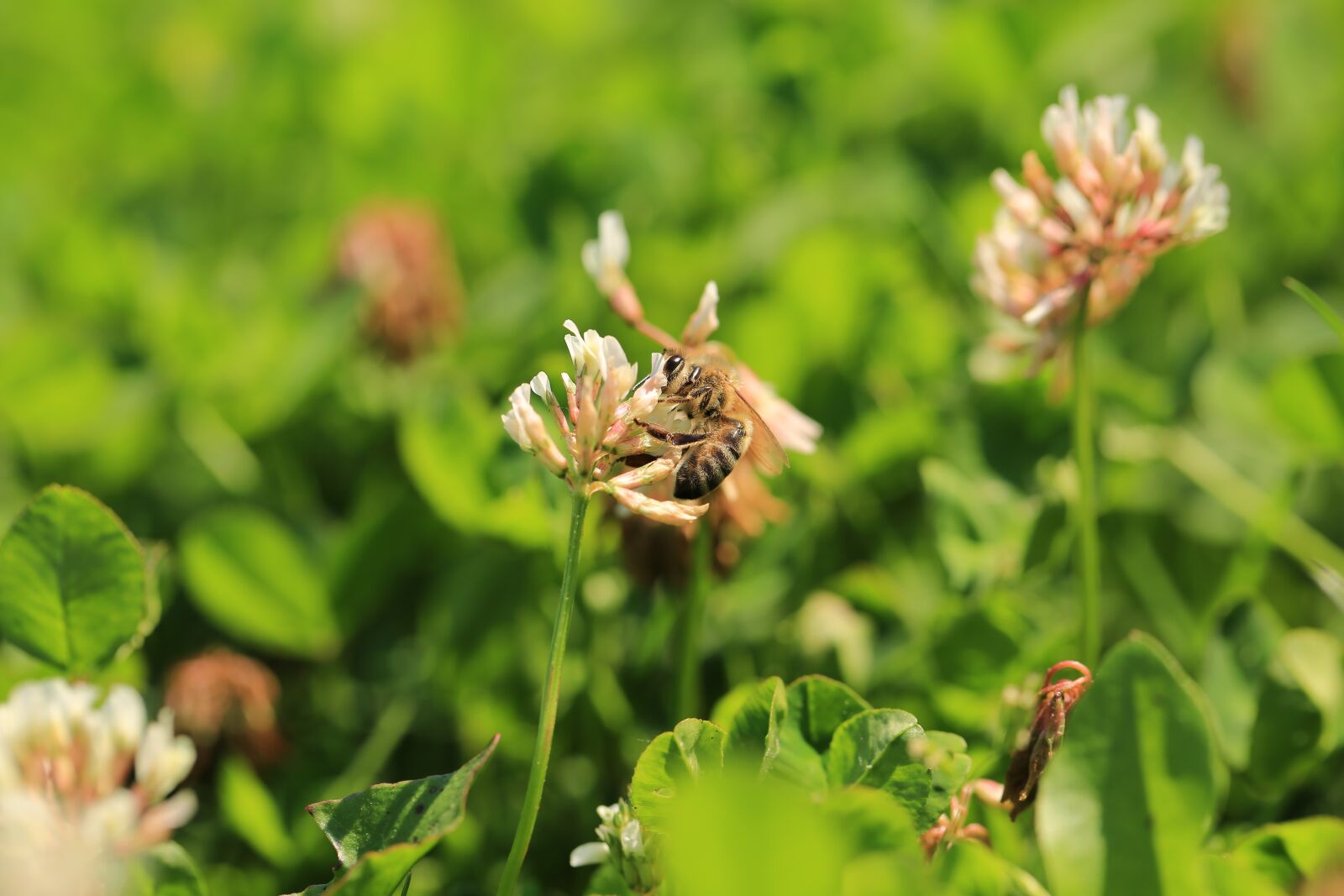 Canon EF 100mm F2.8L Macro IS USM sample photo. Klee, grass, nature photography