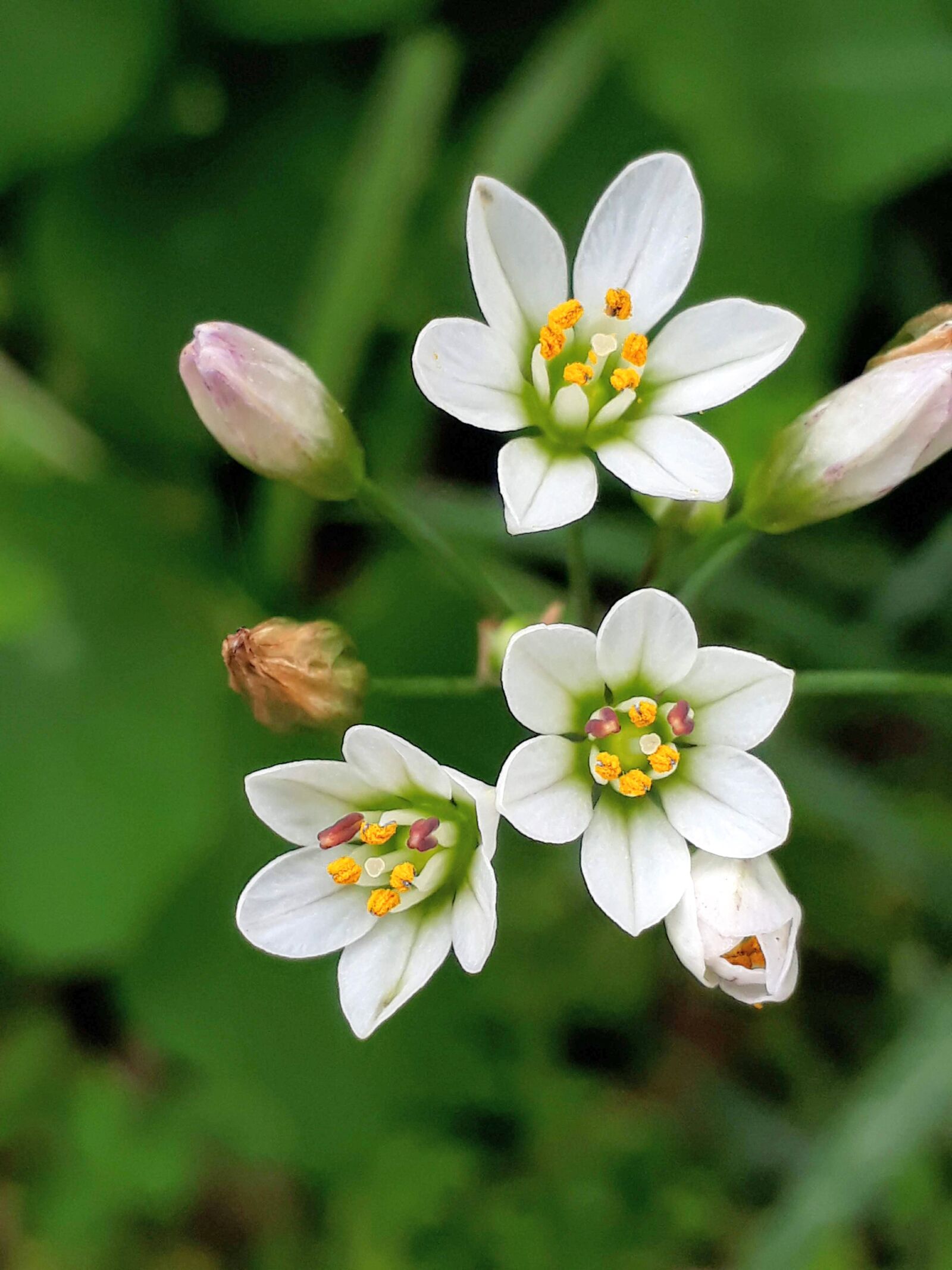 Samsung Galaxy J5 Prime sample photo. White, flower, bloom photography