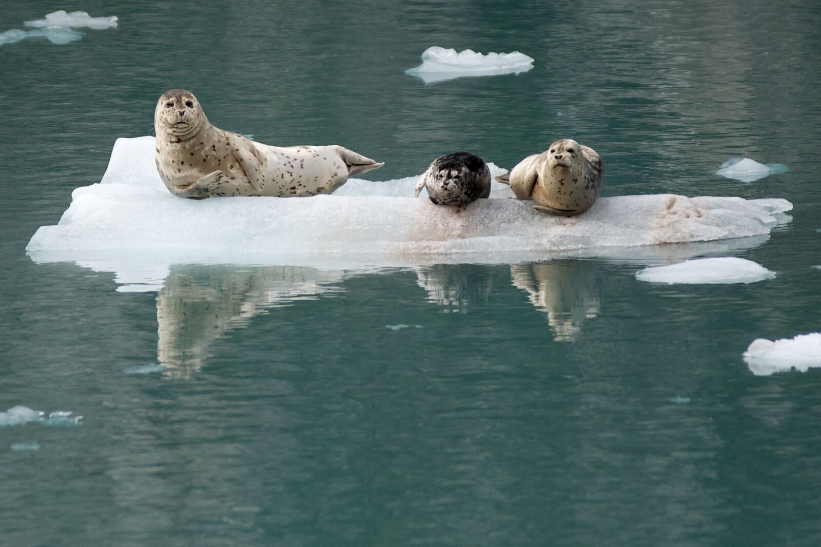 Nikon D7000 sample photo. Harbor seals, ice, looking photography