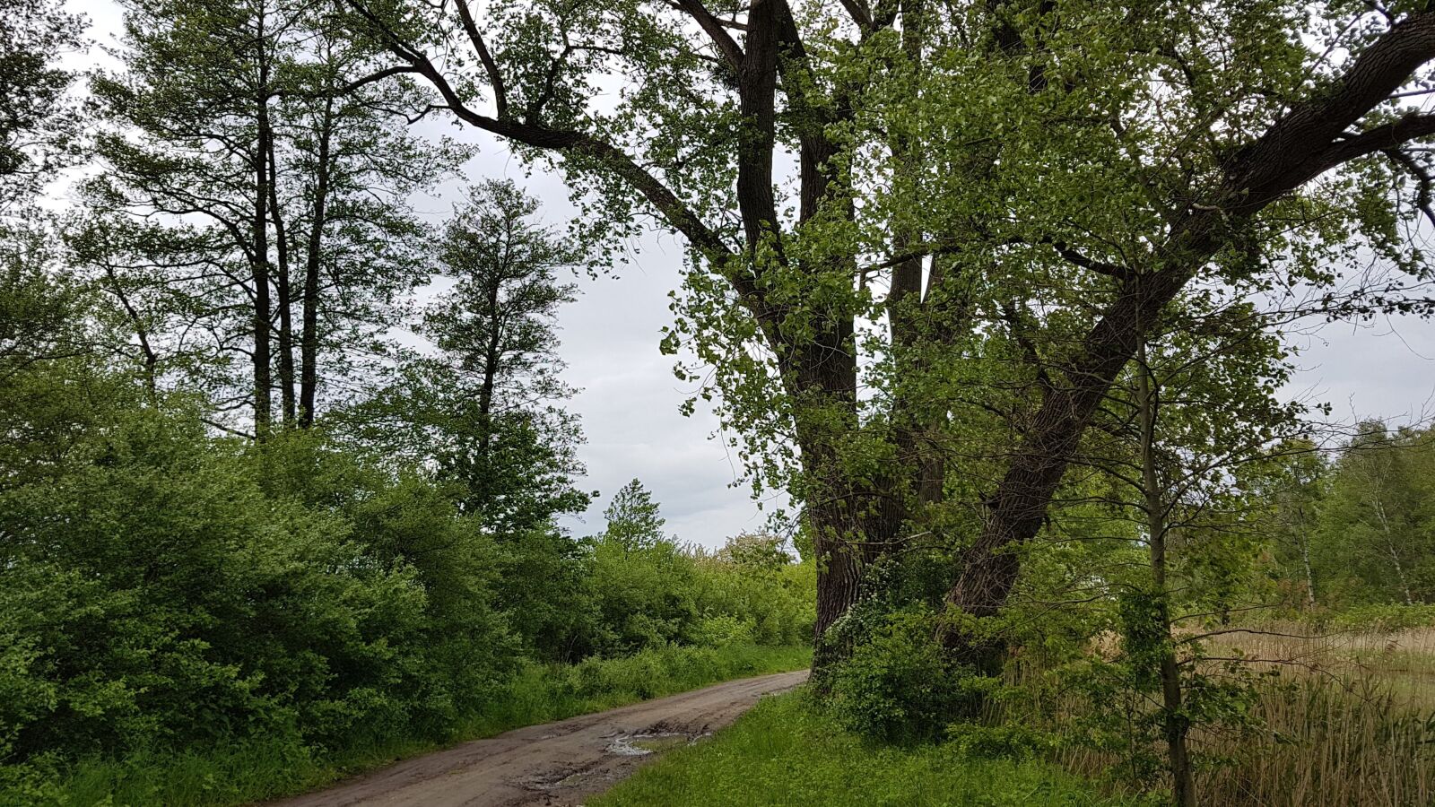 Samsung Galaxy S7 Edge sample photo. Way, forest road, forest photography