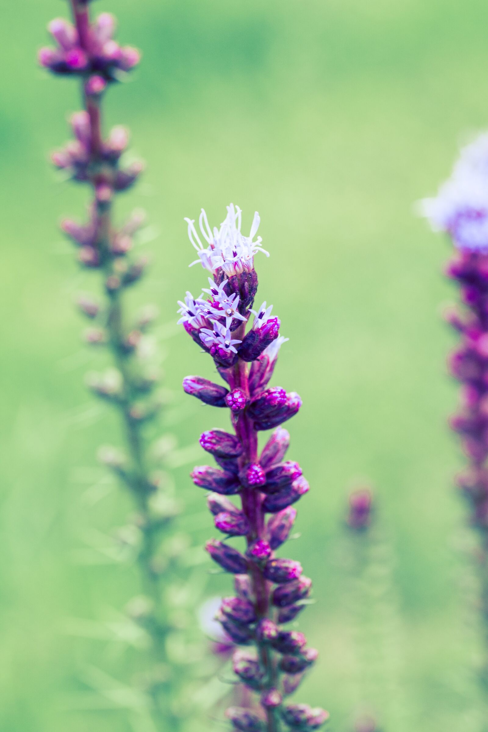 Canon EOS 70D sample photo. Liatris spicata, splendor notch photography