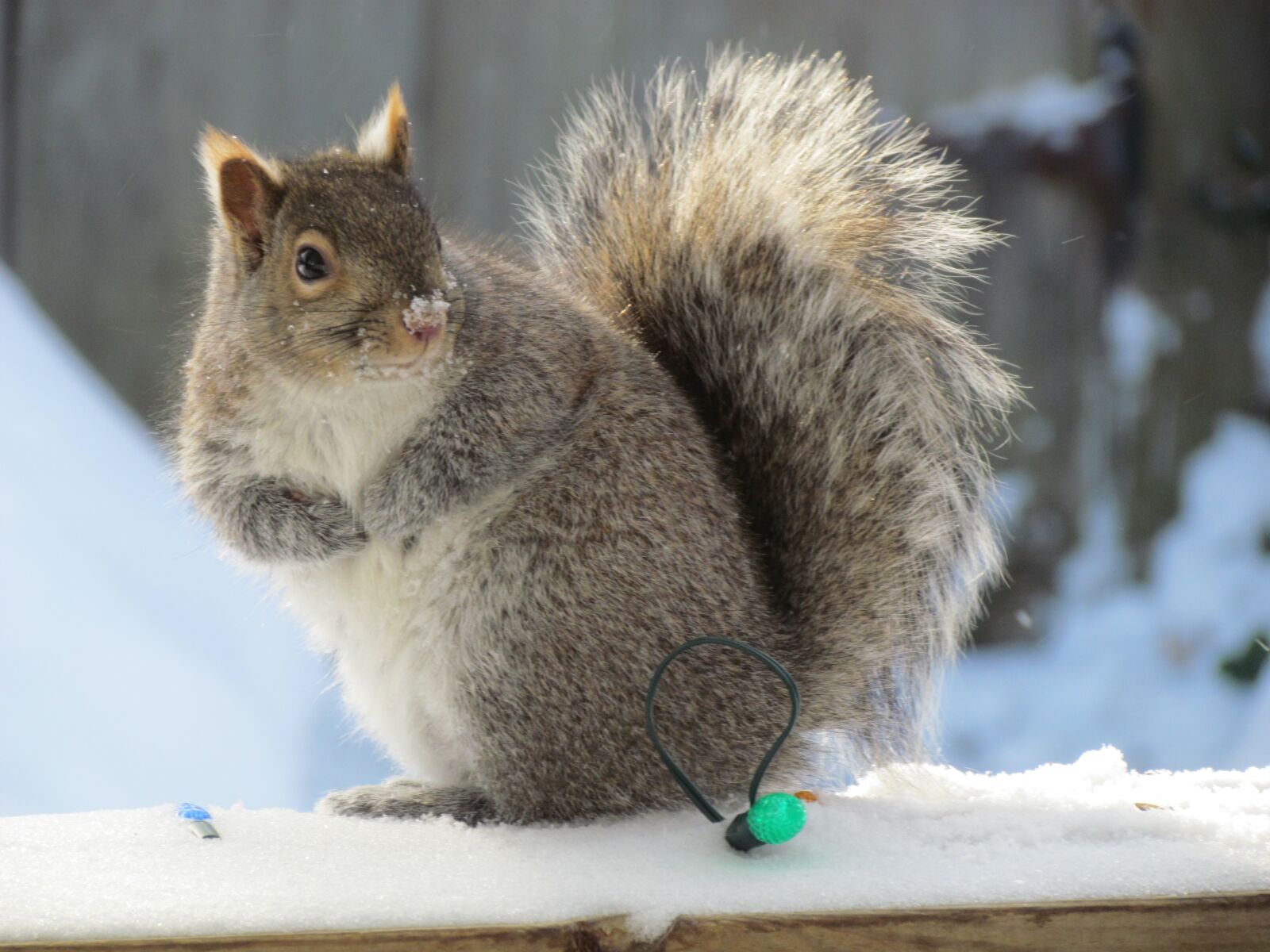 Canon PowerShot SX30 IS sample photo. Squirrel, grey, gray photography