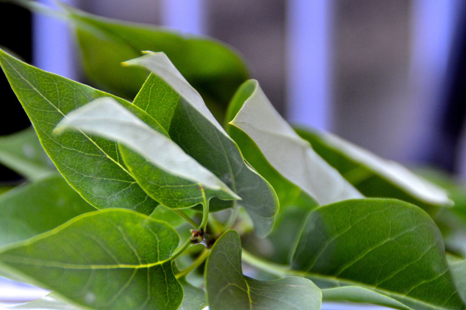 Nikon D3200 sample photo. Ivy, leaves, green photography