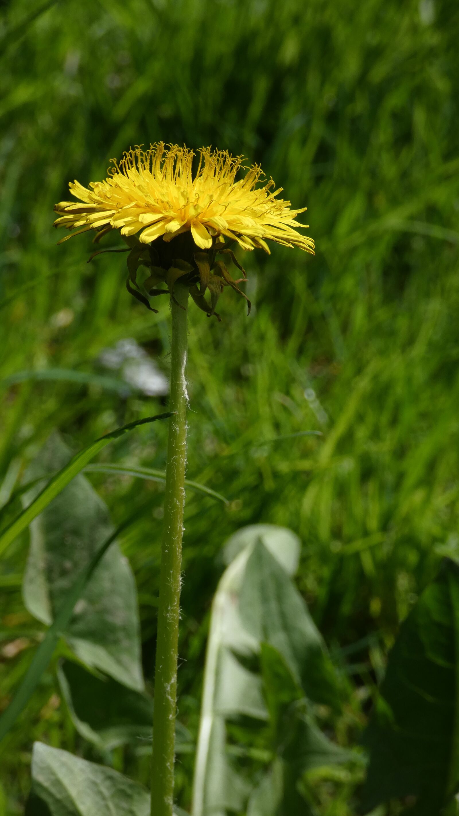 Panasonic DC-FZ83 sample photo. Dandelion, plant, nature photography