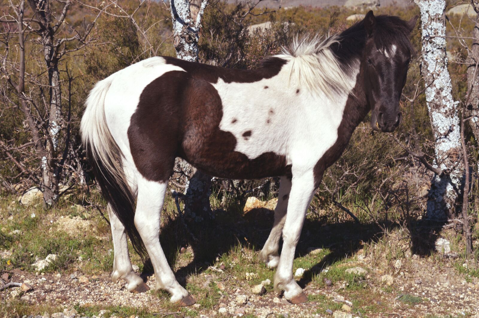 Nikon D3200 sample photo. Horse, animal, animals photography
