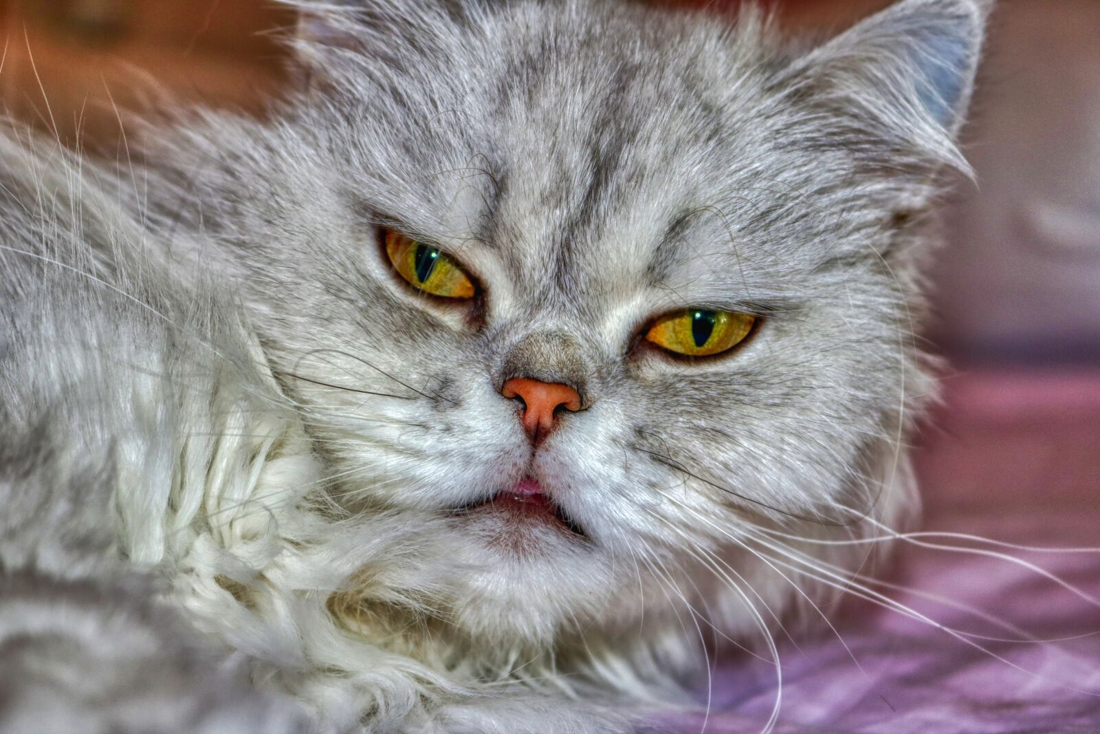 Canon EOS 750D (EOS Rebel T6i / EOS Kiss X8i) sample photo. Cat, persian, fluffy photography