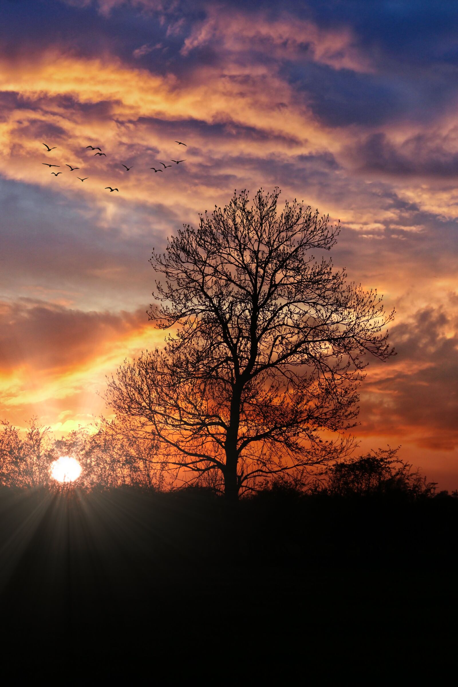 Canon EOS 1300D (EOS Rebel T6 / EOS Kiss X80) sample photo. Tree, sunset, silouhette photography