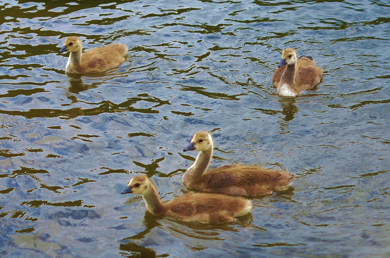 Nikon D7000 sample photo. Duck, animal, bird photography