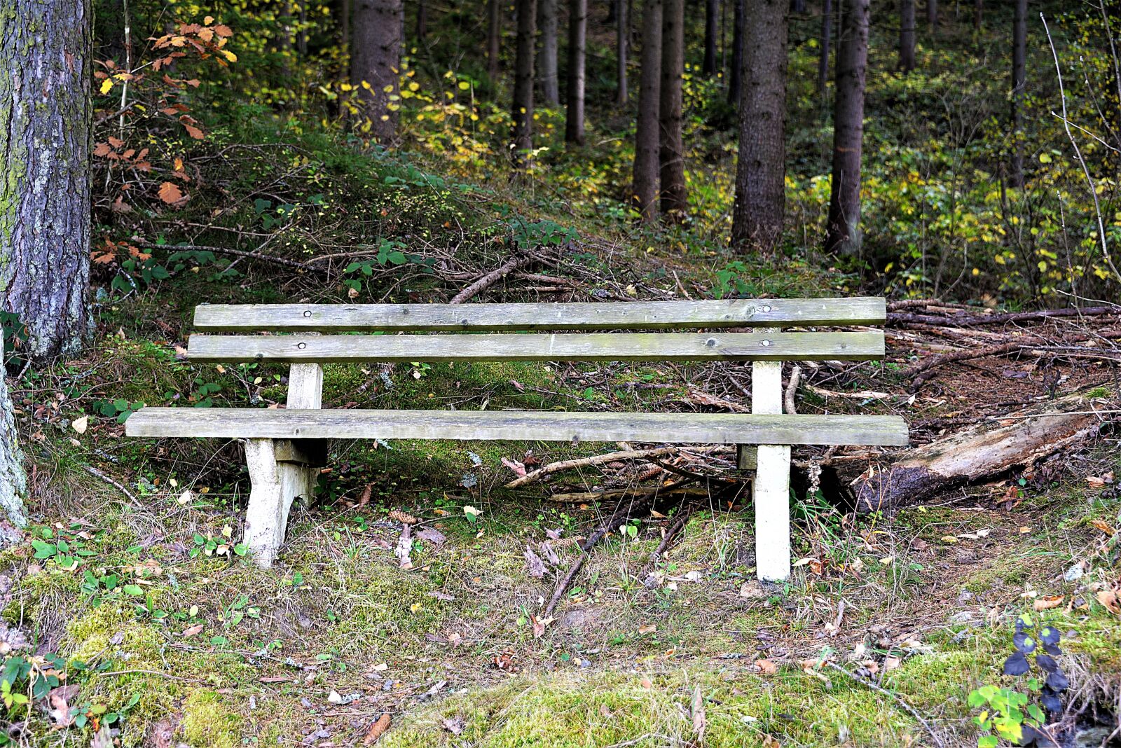 Nikon D610 sample photo. Bank, rest, forest photography