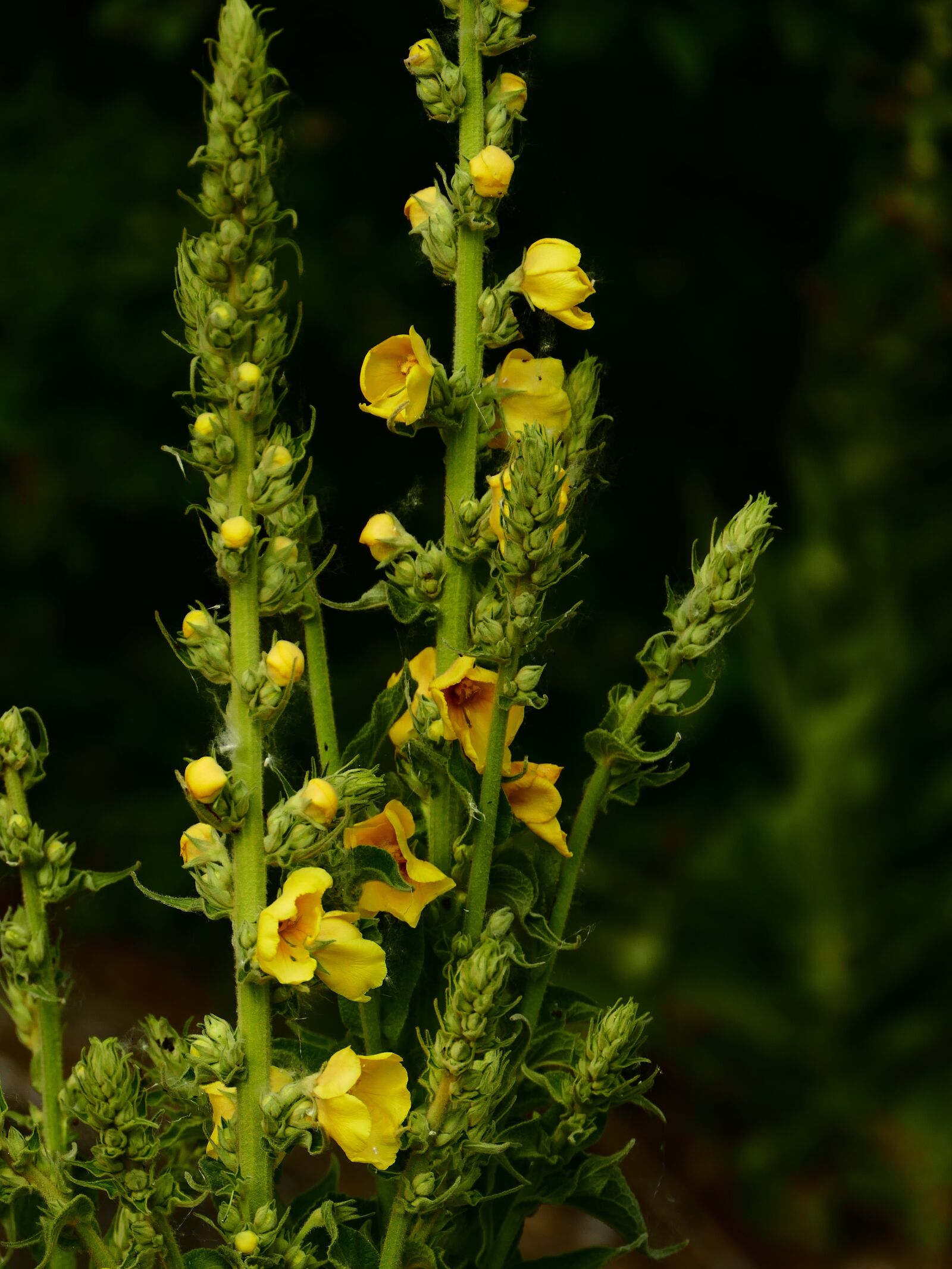 Panasonic Lumix DMC-FZ1000 sample photo. Flower, plant, yellow photography