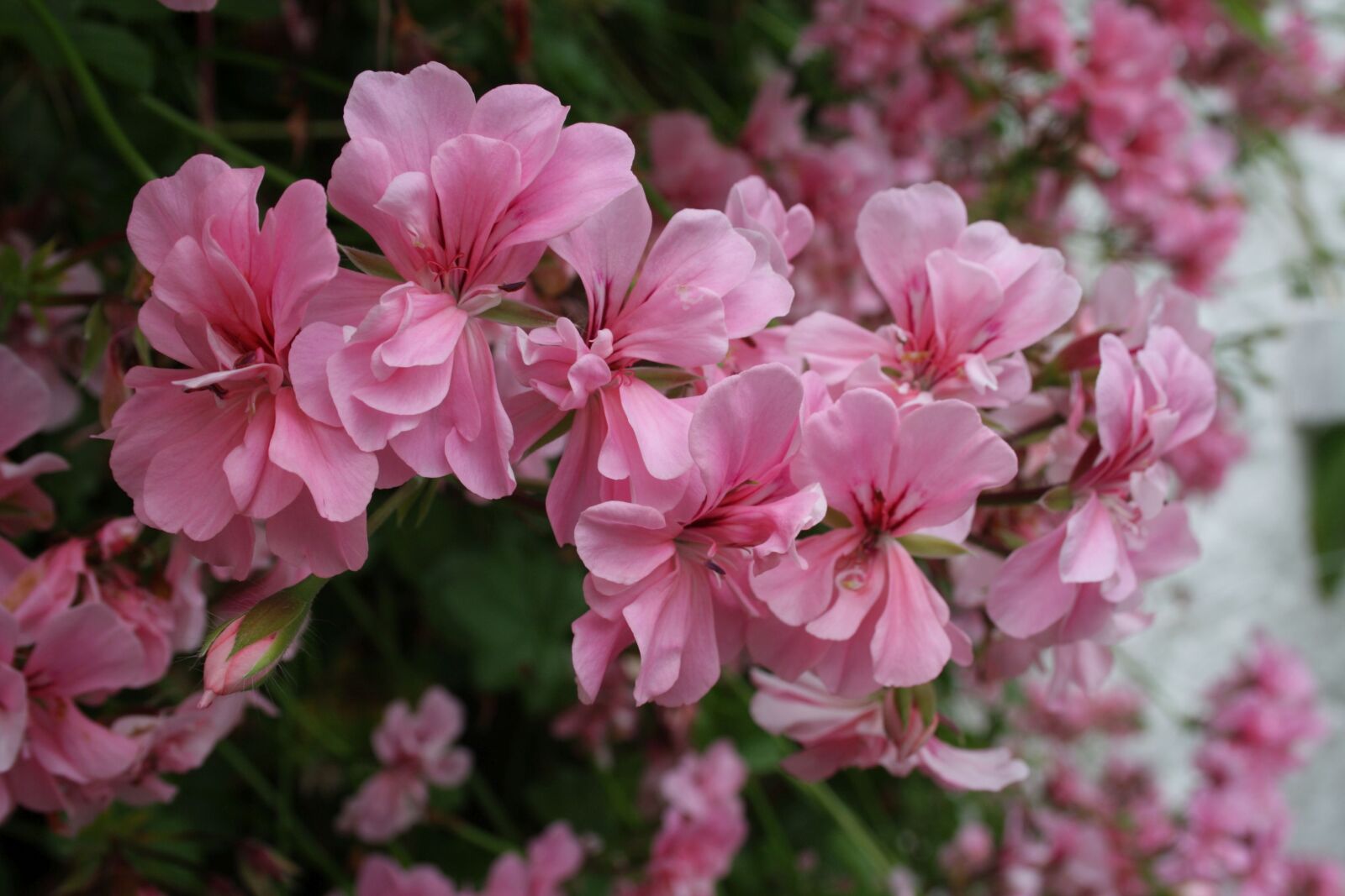 Canon EOS 1000D (EOS Digital Rebel XS / EOS Kiss F) sample photo. Blossom, bloom, ireland photography