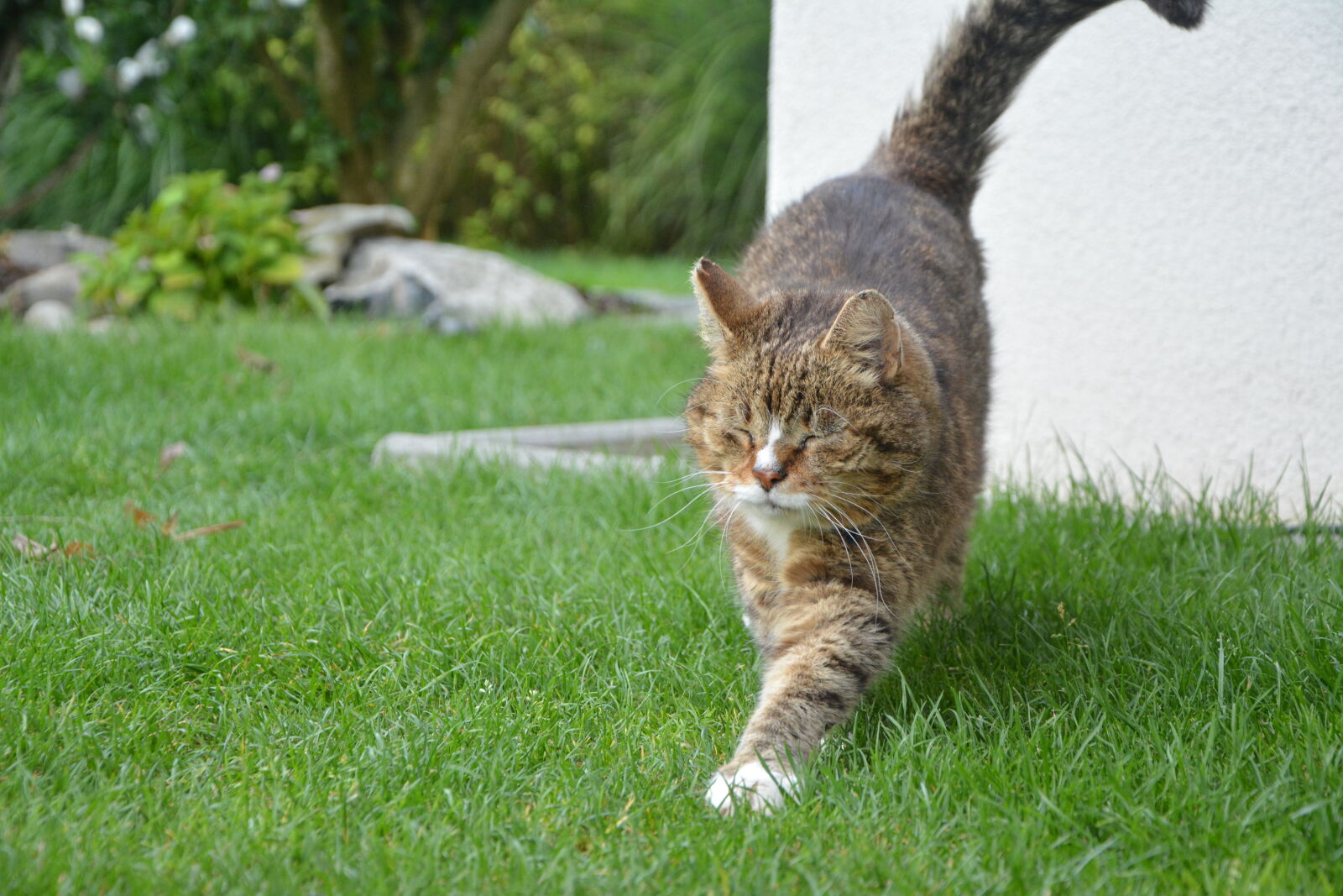 Nikon D5200 sample photo. Cat photography