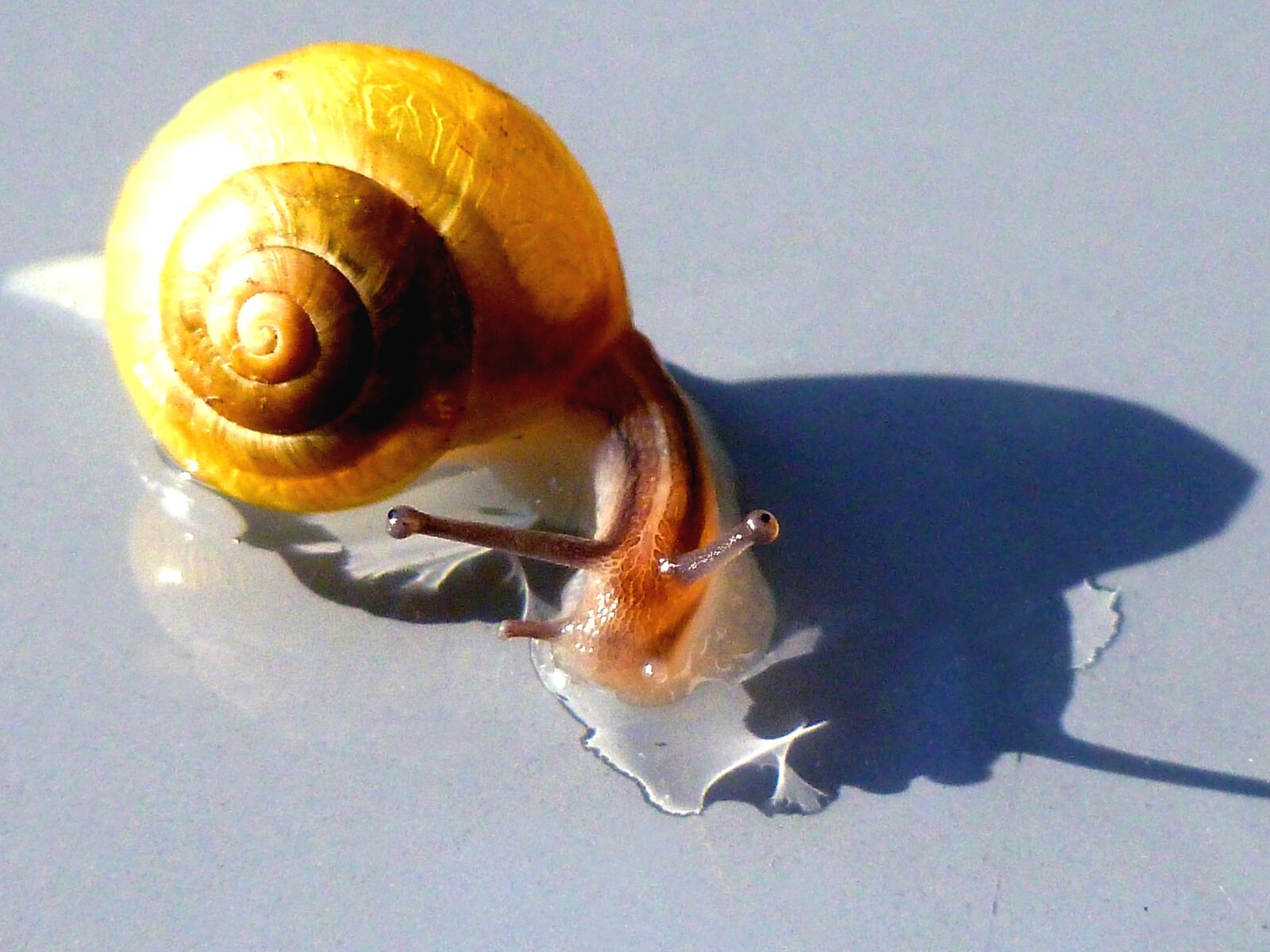 Panasonic DMC-FS37 sample photo. Snail, shell, probe photography