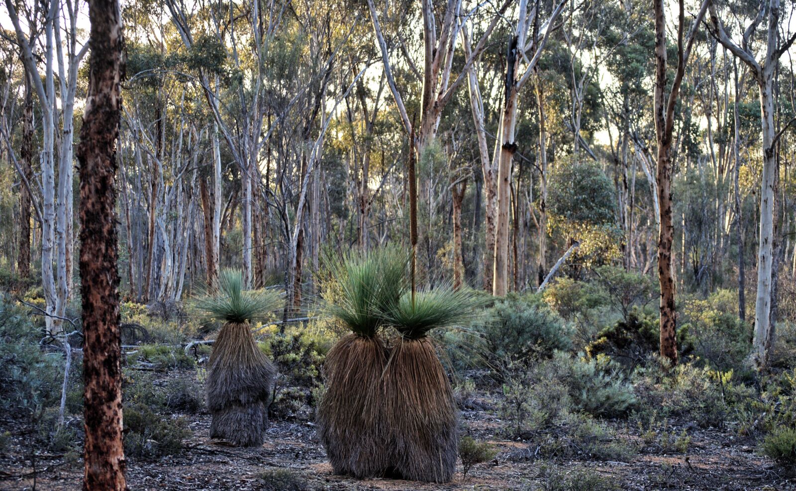 Nikon D3300 sample photo. Bush, forest, nature photography