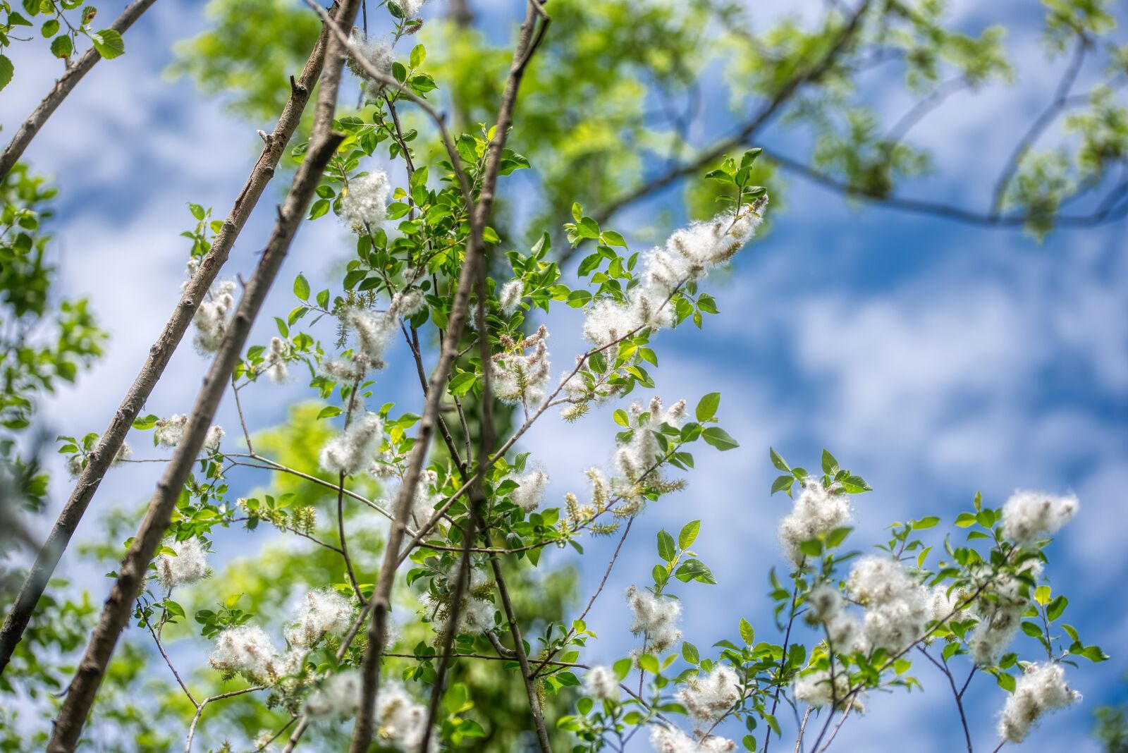 Nikon D750 sample photo. Poplar fluff, poplar wool photography