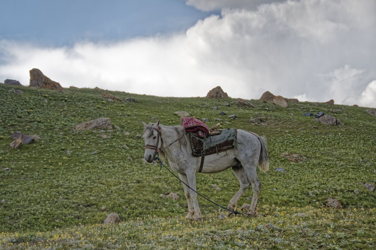 Nikon D500 sample photo. Horse, animal, nature photography