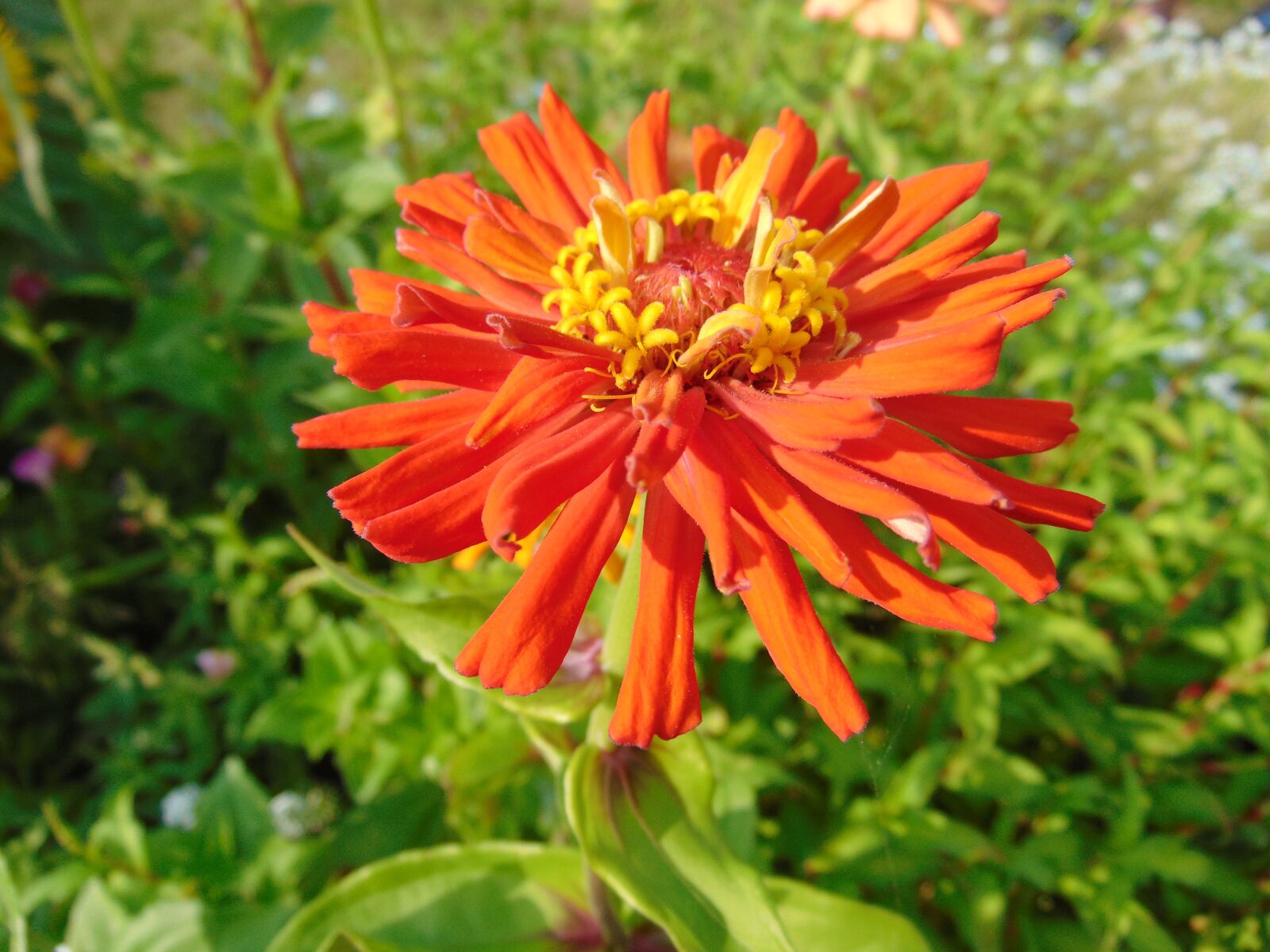 Sony Cyber-shot DSC-H300 sample photo. Flower, garden, gardening photography