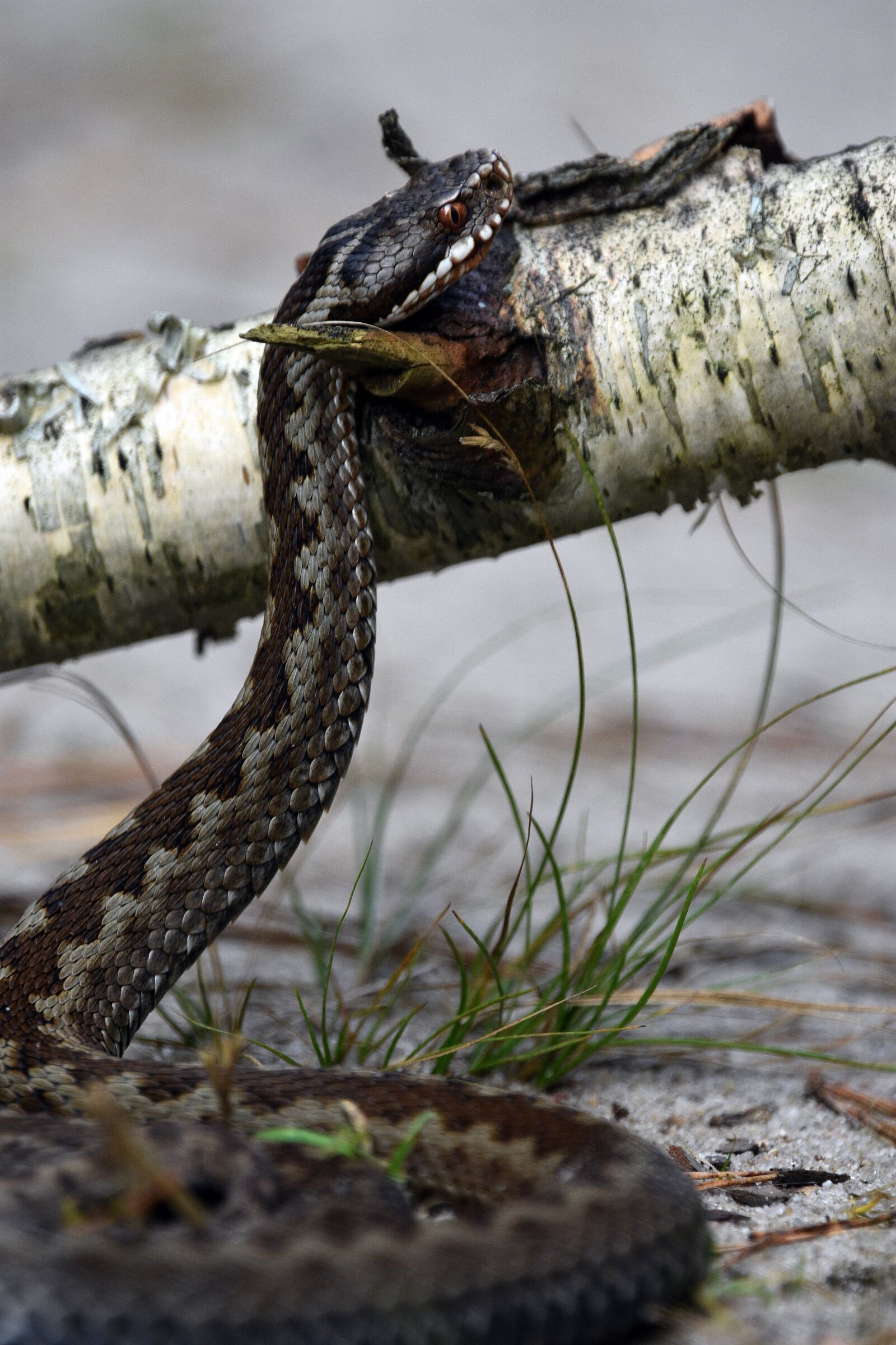 Nikon D3400 sample photo. Adder zygzakowata, nature, forest photography