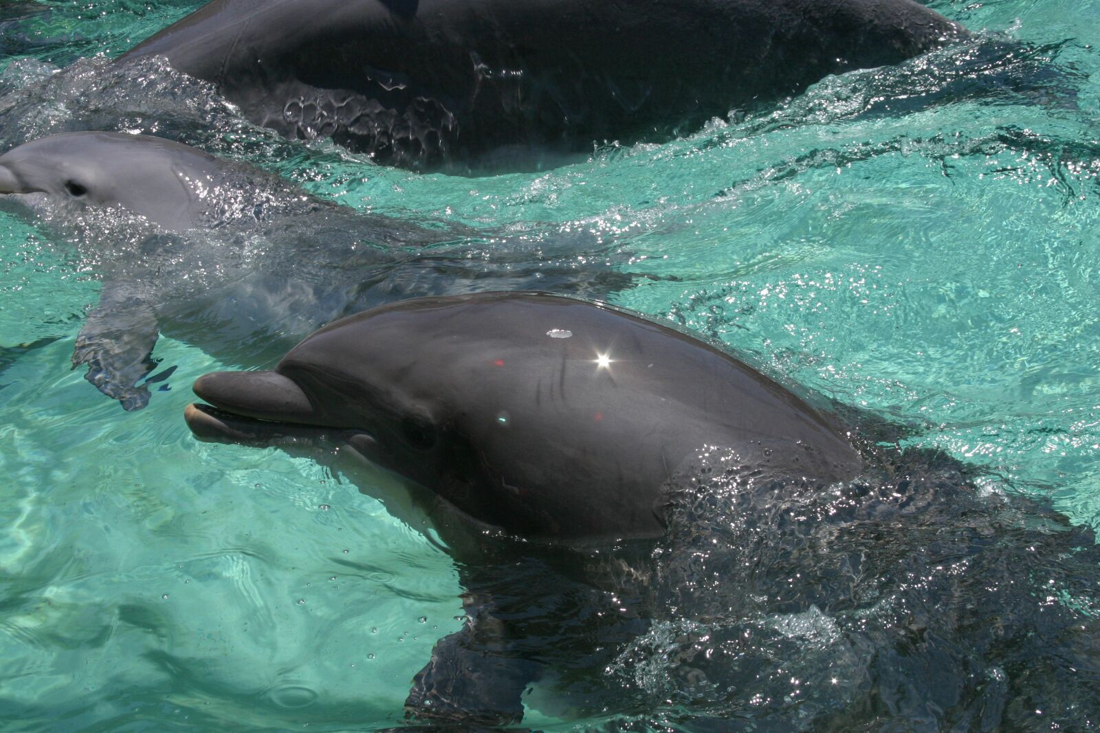 Canon EOS 300D (EOS Digital Rebel / EOS Kiss Digital) sample photo. Dolphin, marine life, aquatic photography