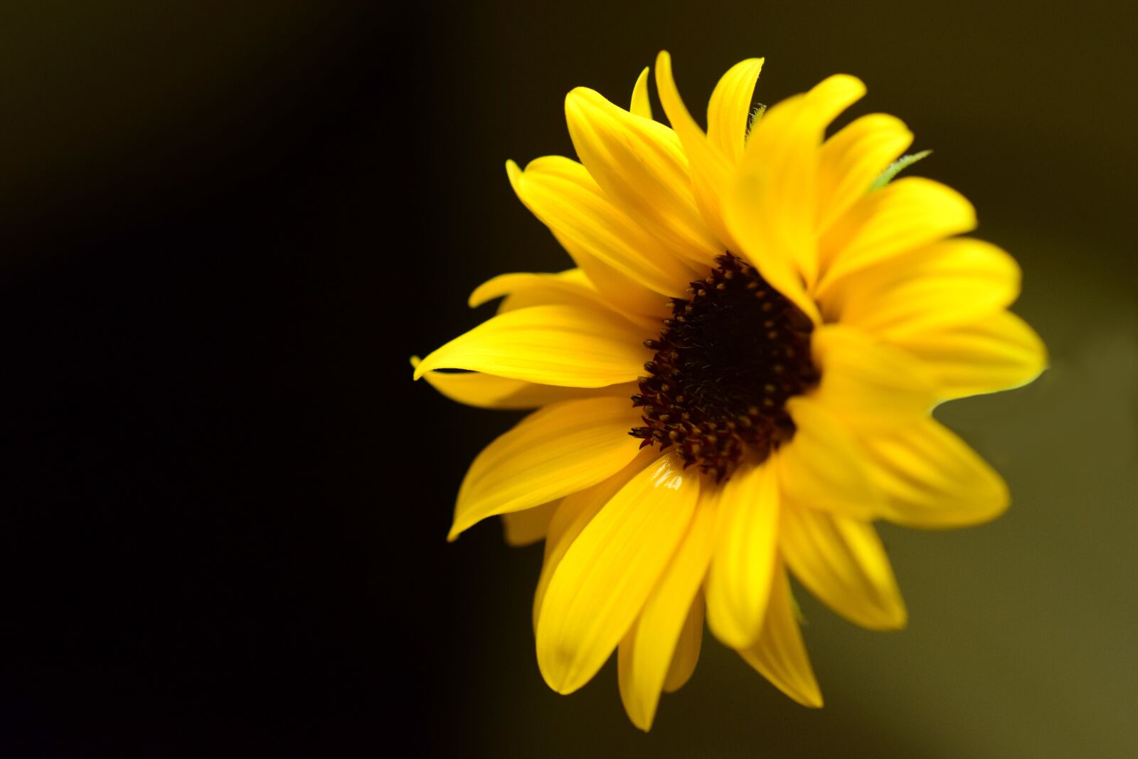 Nikon D3300 sample photo. Sunflower, blossom, bloom photography