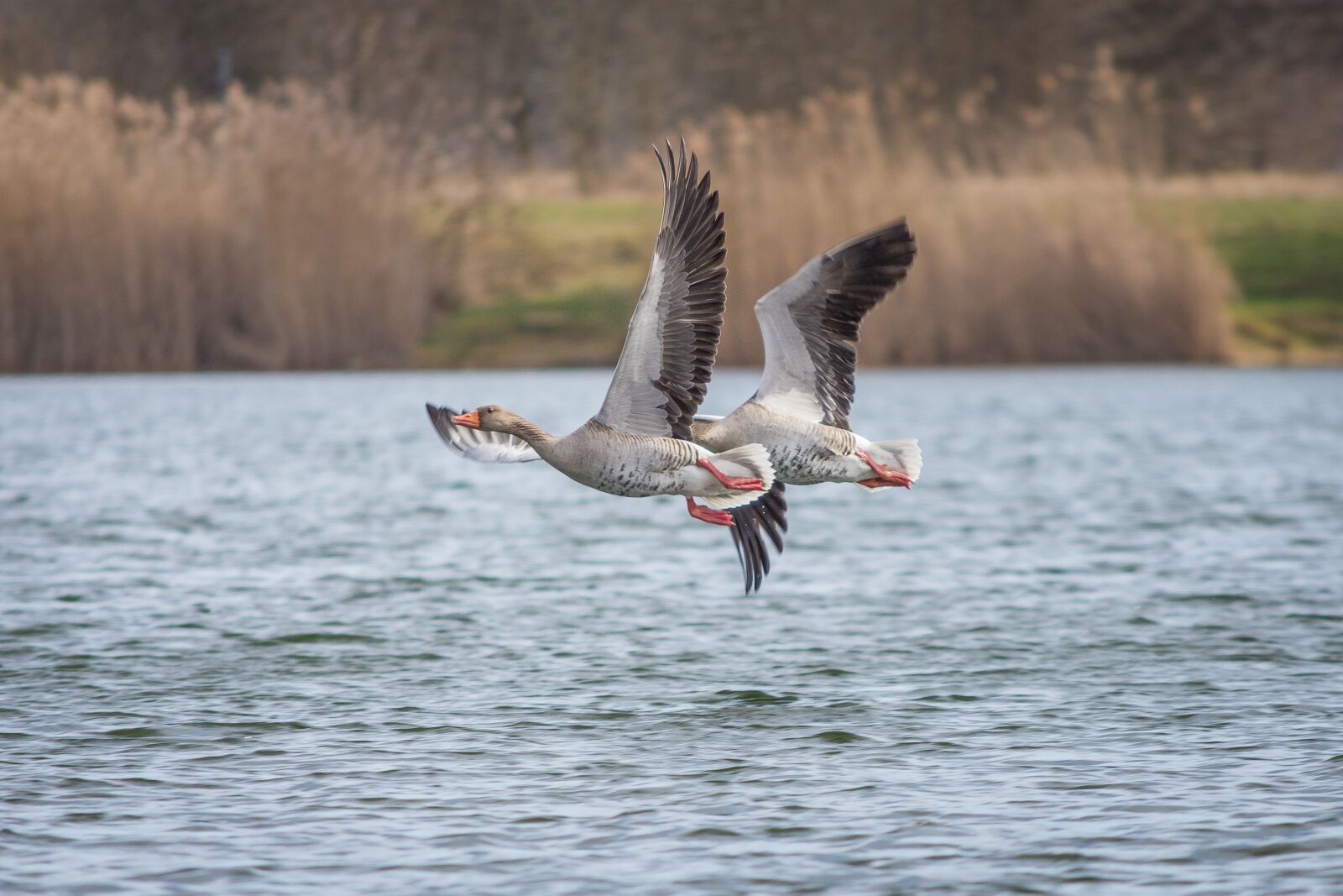 Nikon D7200 sample photo. Geese, greylag goose, lake photography