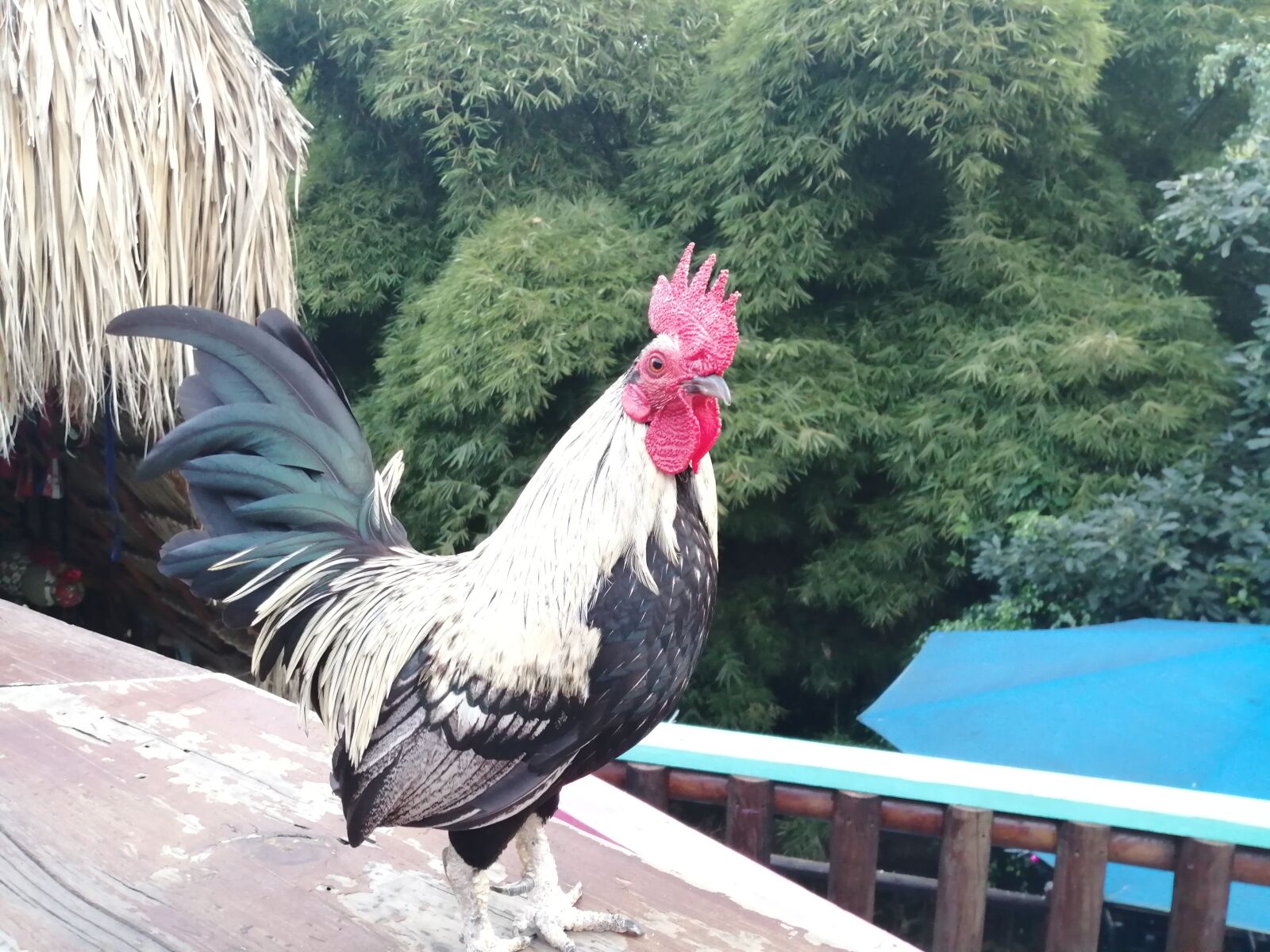 HUAWEI POT-LX3 sample photo. Rooster, animal, bird photography