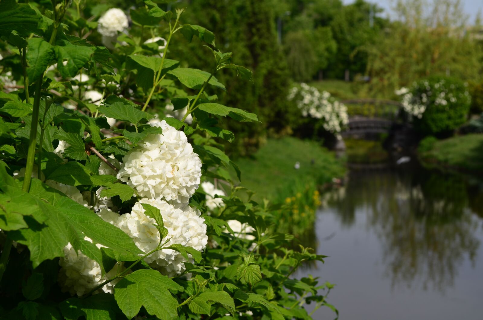 Nikon D5100 sample photo. Park, flowers, view photography