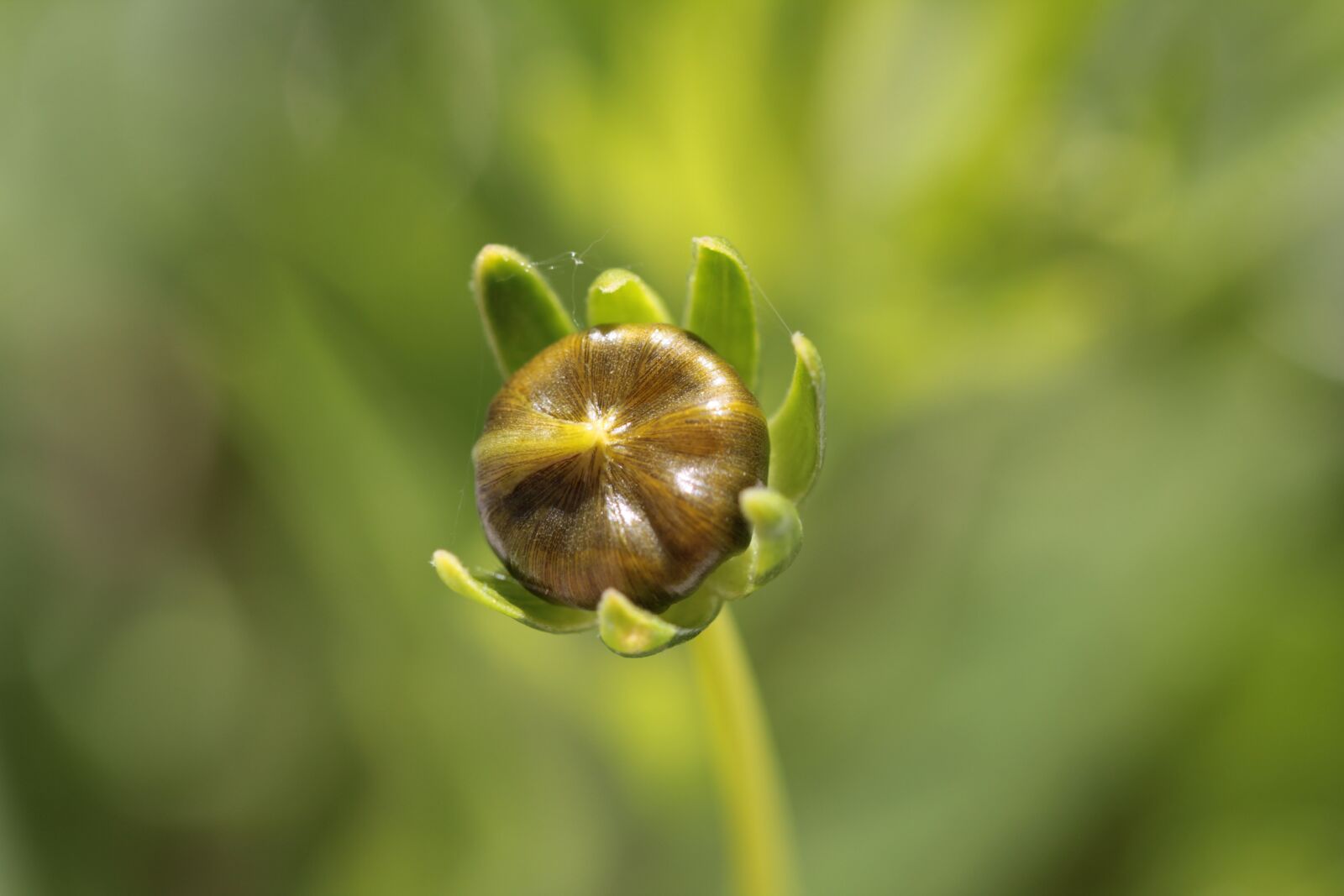 Canon EF 100mm F2.8L Macro IS USM sample photo. Bud, flower, plant photography
