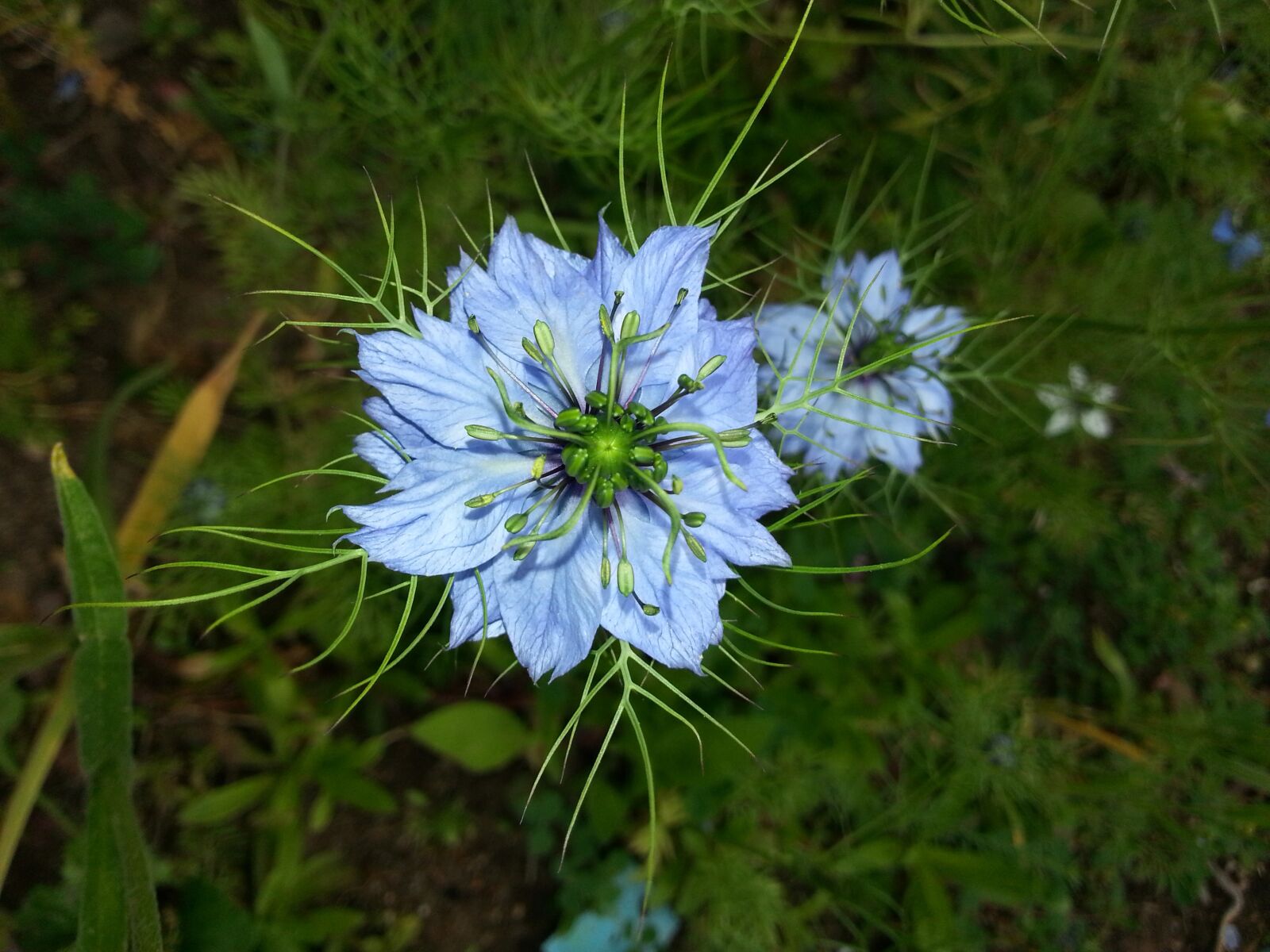 Samsung Galaxy Note2 sample photo. Flower, nigella sativa, plant photography
