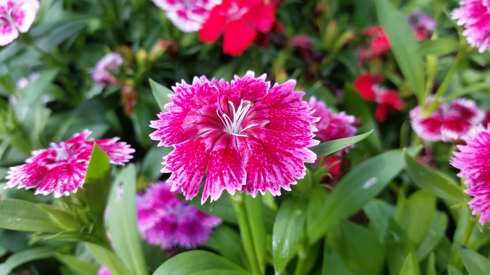 Samsung Galaxy S5 sample photo. Pink, flora, flower photography