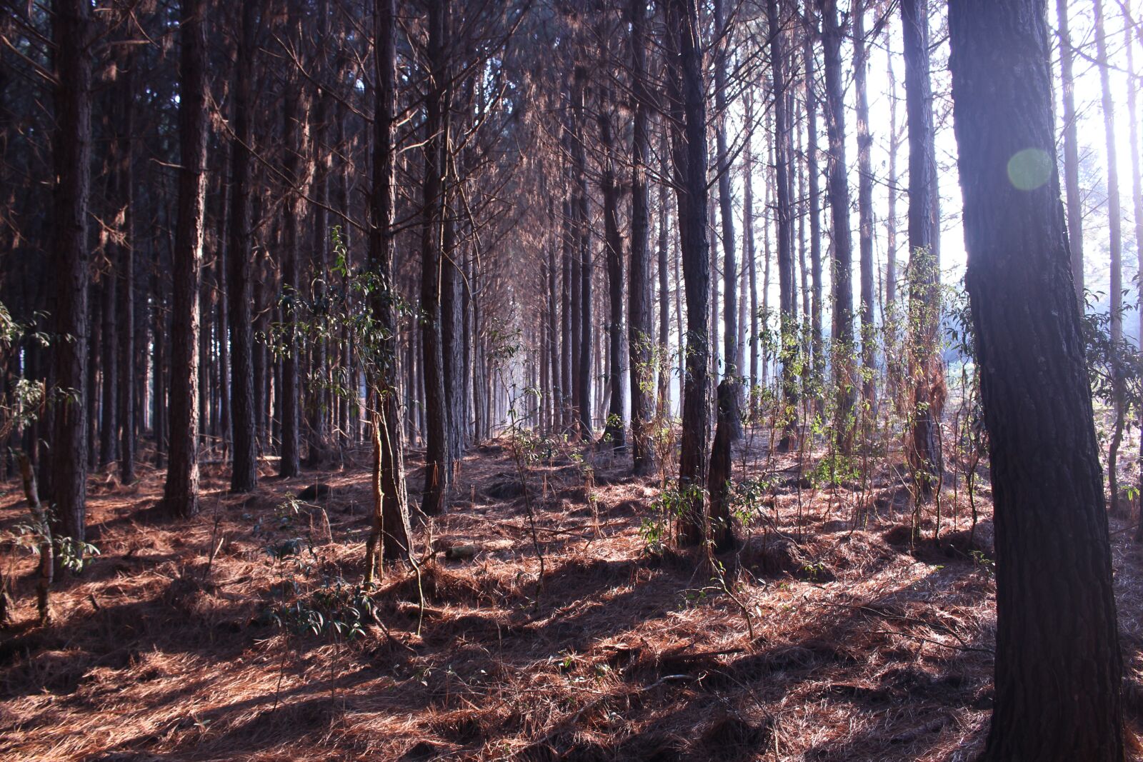 Canon EOS 700D (EOS Rebel T5i / EOS Kiss X7i) sample photo. Forest, woods, beautiful day photography