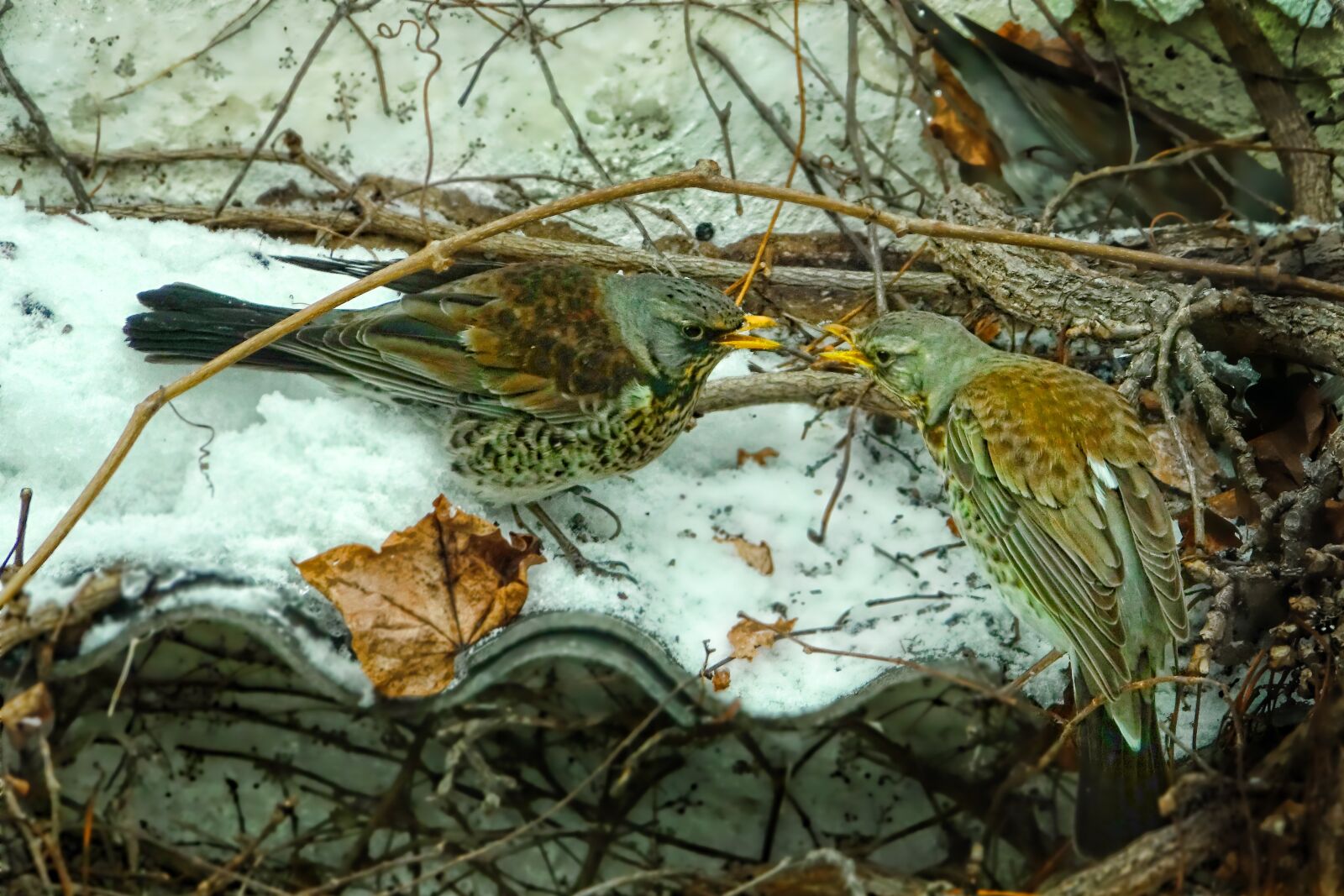 Sony Cyber-shot DSC-RX10 III sample photo. Nature, juniper chokes, winter photography