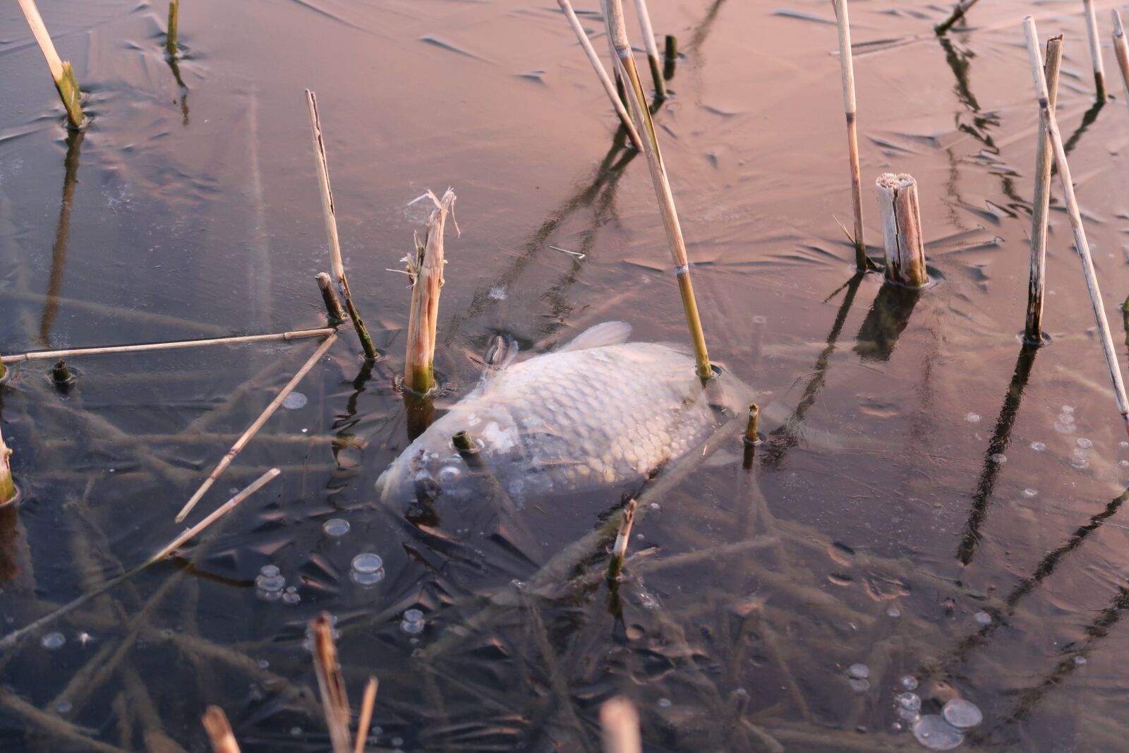 Canon PowerShot G7 X Mark II sample photo. Fish, ice, water photography