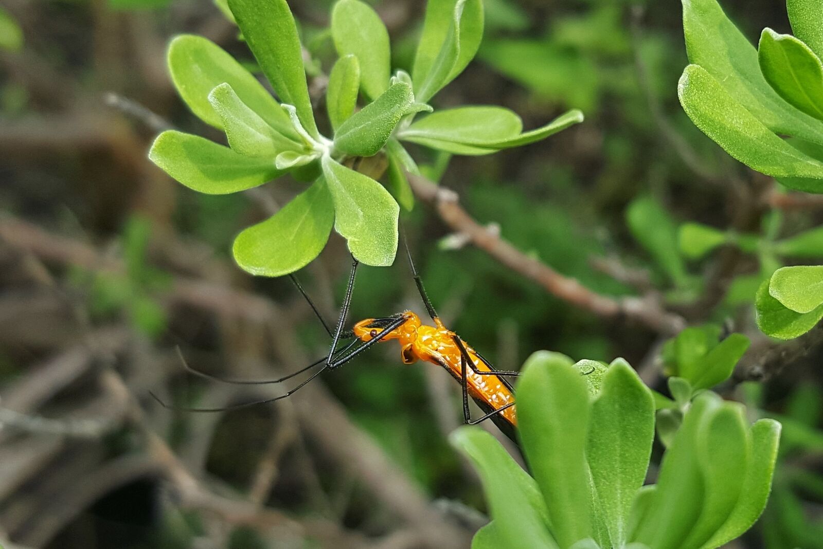 Samsung Galaxy Note5 sample photo. Assassin bug nymph, nymph photography