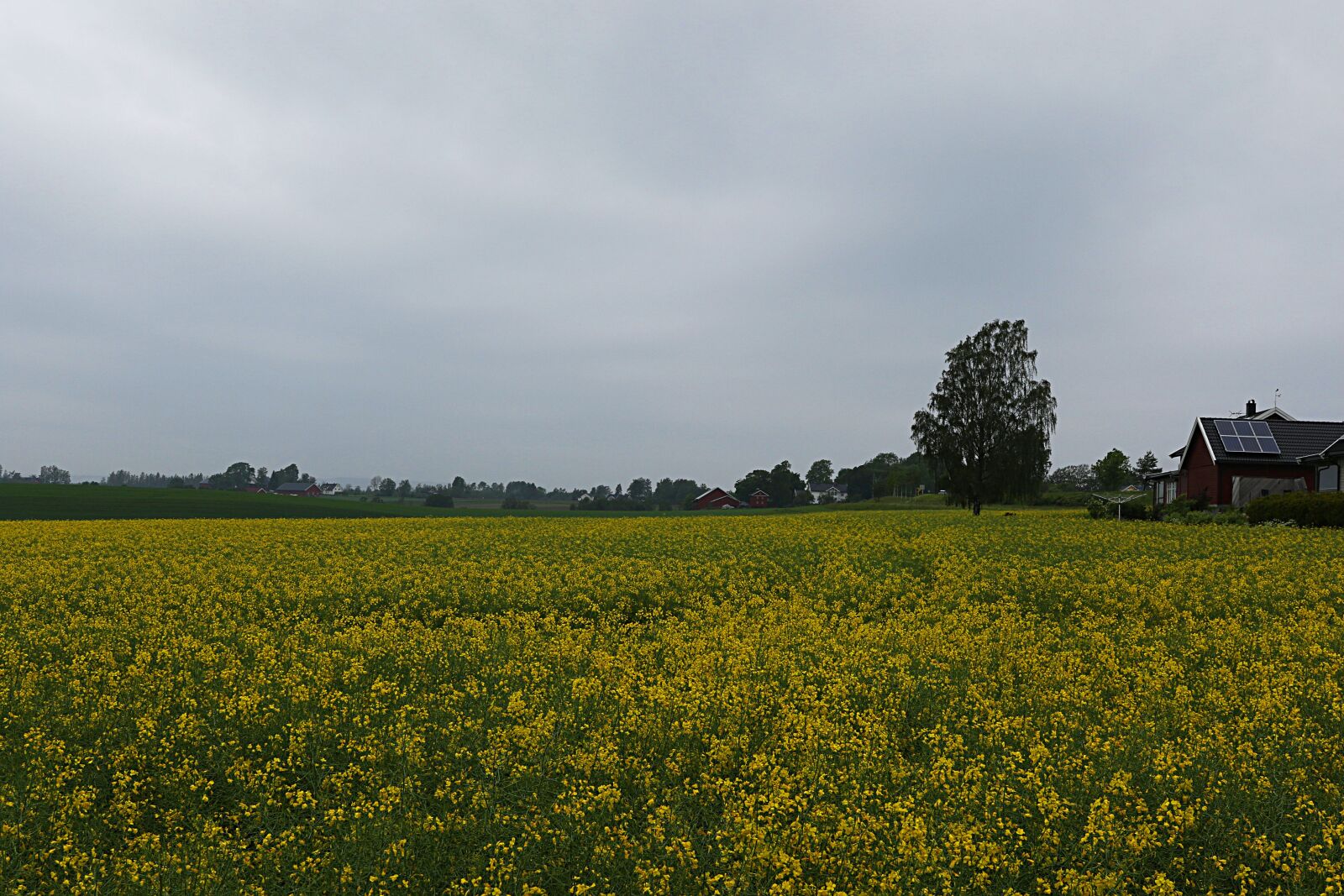 Canon EOS 7D Mark II sample photo. Rape, yellow, flower photography
