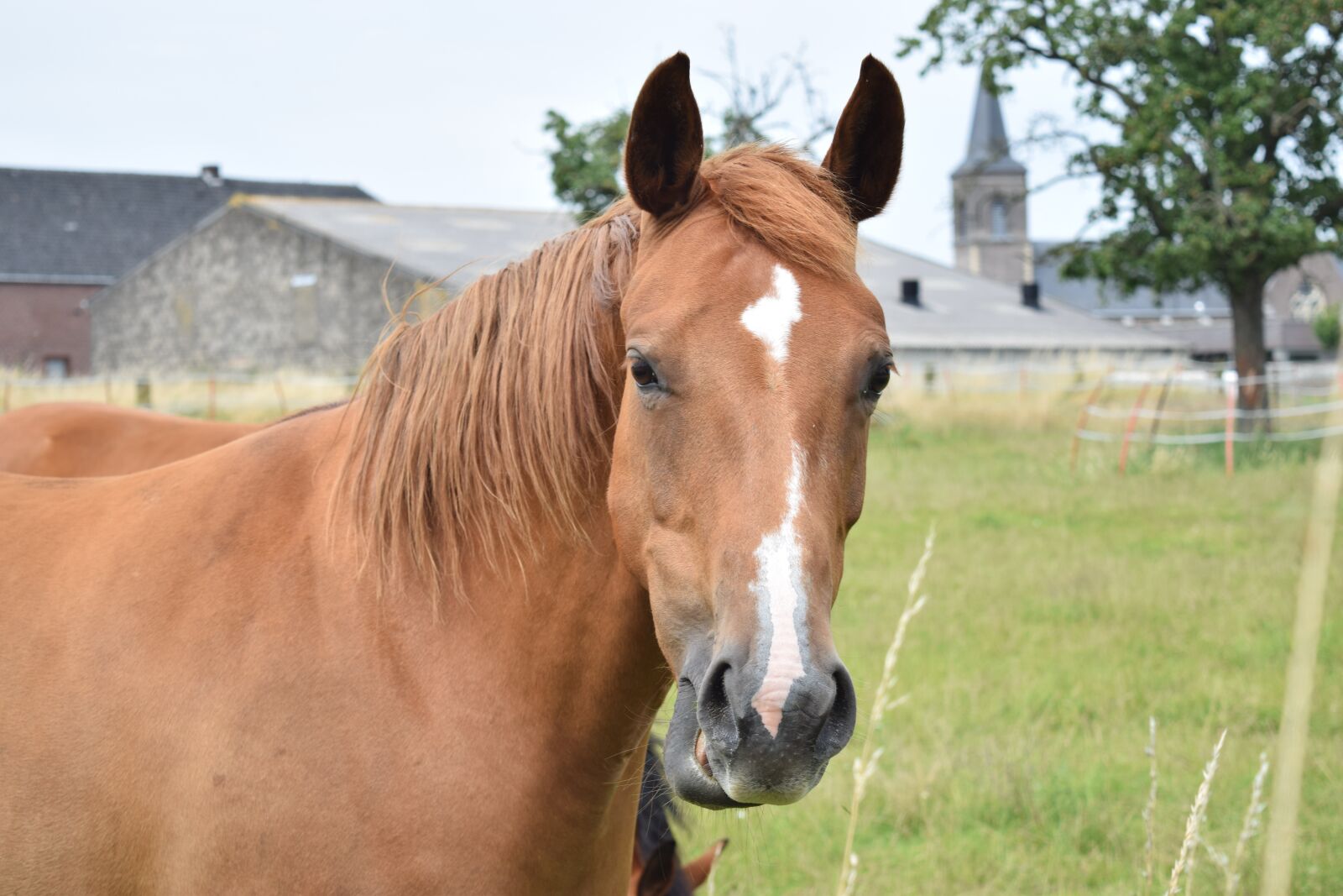 Nikon D3300 sample photo. Horse, nature, farm photography