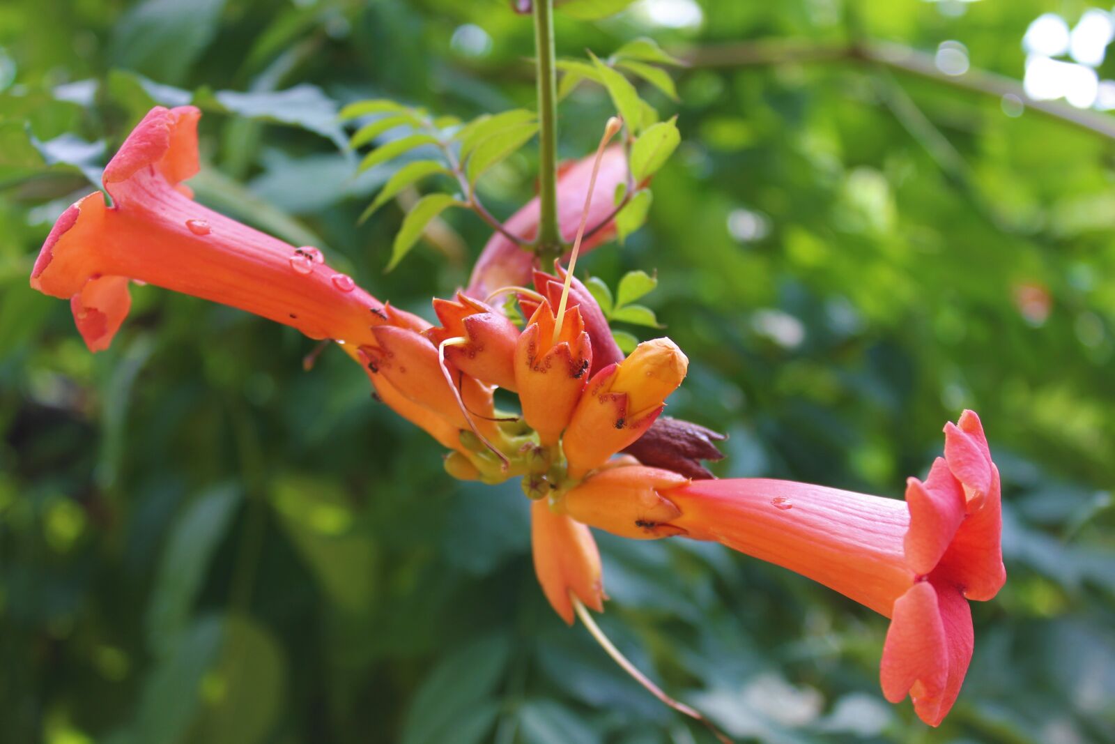 Canon EOS 550D (EOS Rebel T2i / EOS Kiss X4) sample photo. Flower, stans, blossom photography