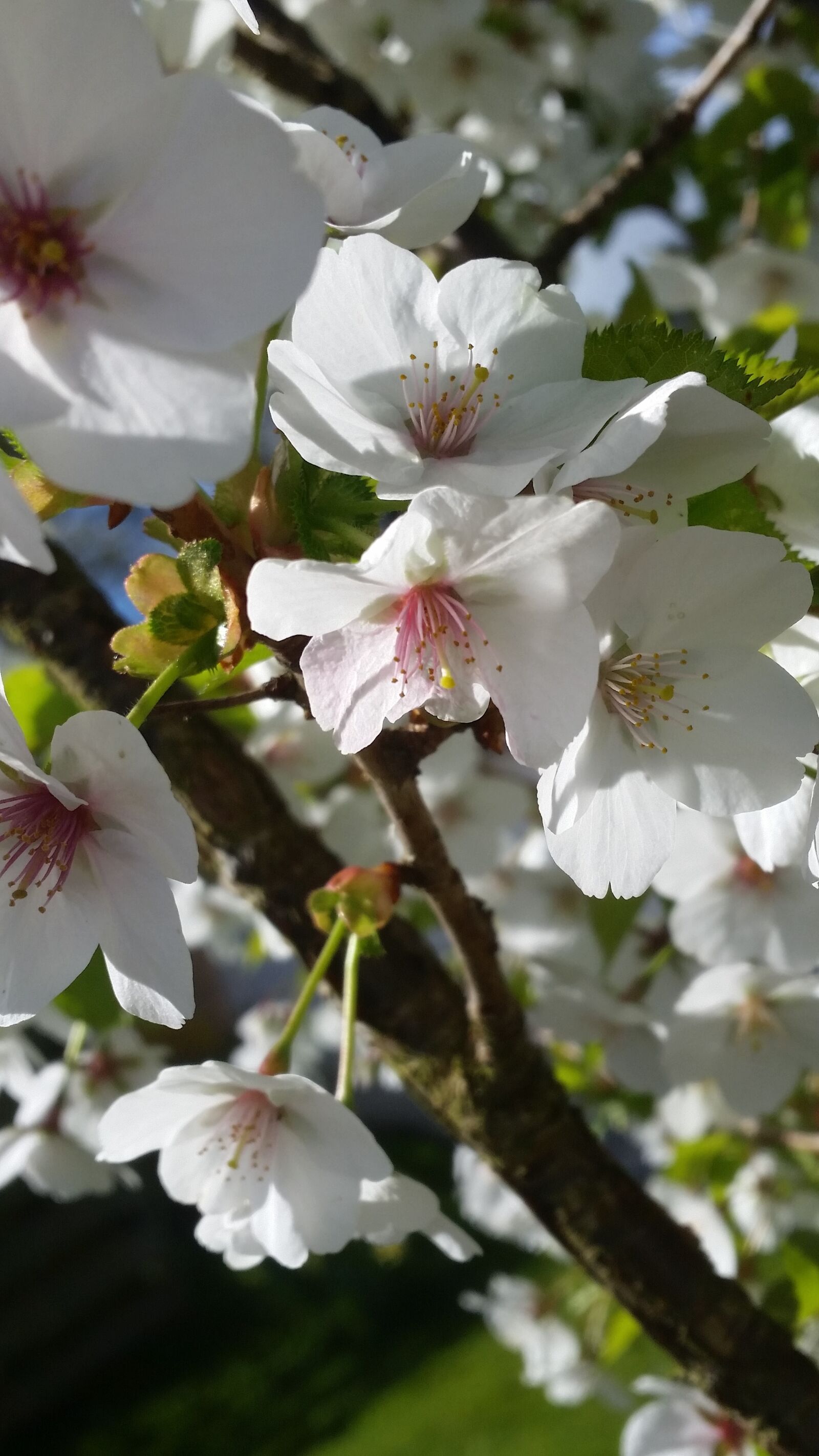 Samsung Galaxy S5 sample photo. Cherry, blossom, flower photography