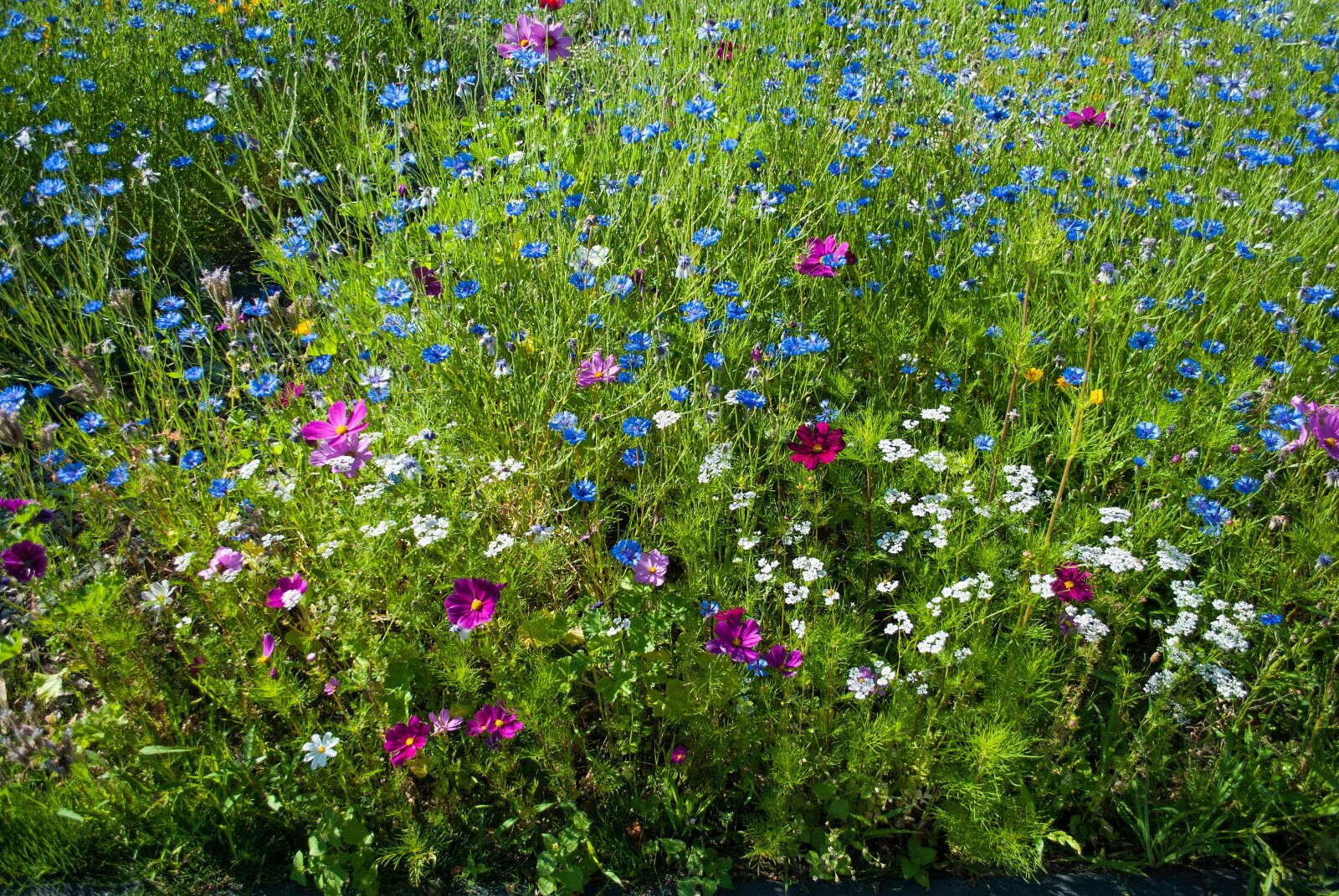Nikon D3000 sample photo. Flower meadow, poppy, meadow photography