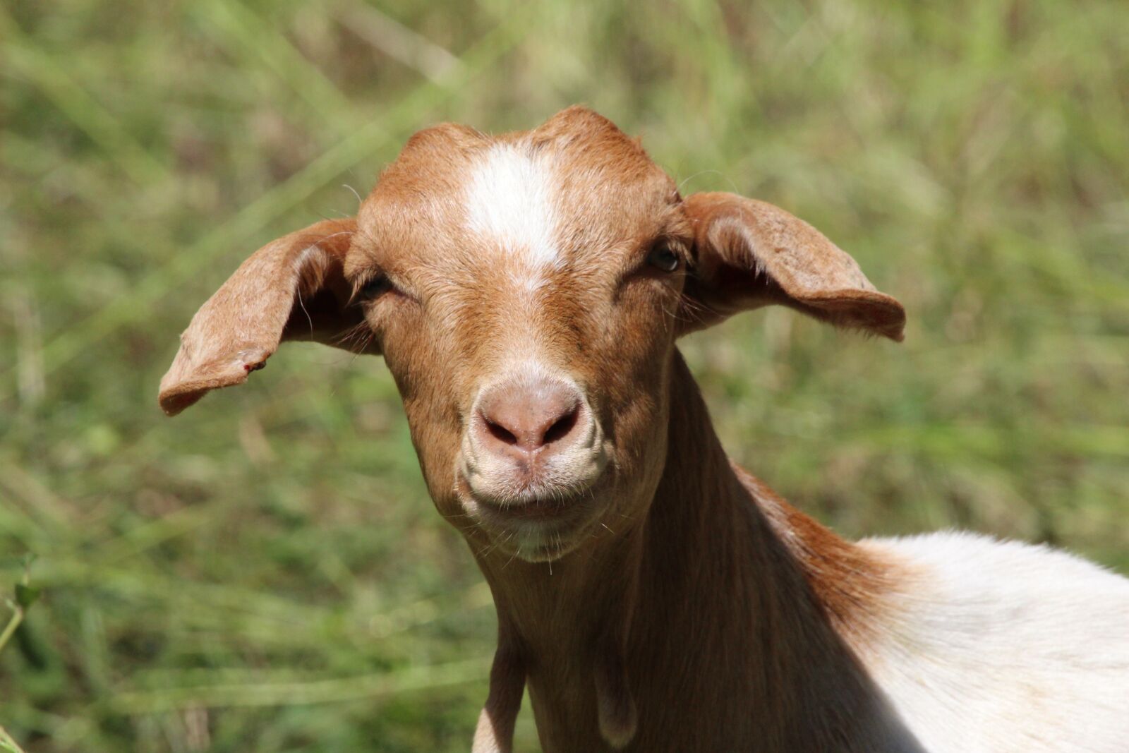 Canon EOS 1200D (EOS Rebel T5 / EOS Kiss X70 / EOS Hi) sample photo. Goat, brown, goat's head photography