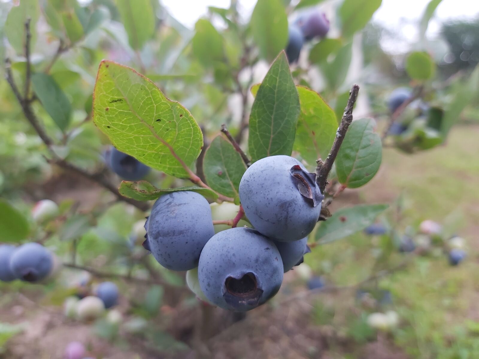 Samsung Galaxy A70 sample photo. Blueberry, blue berry, blueberries photography