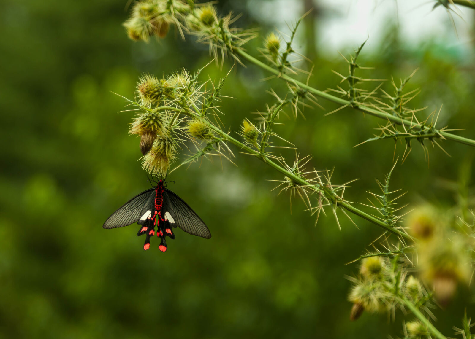 Canon EOS 5D Mark II sample photo