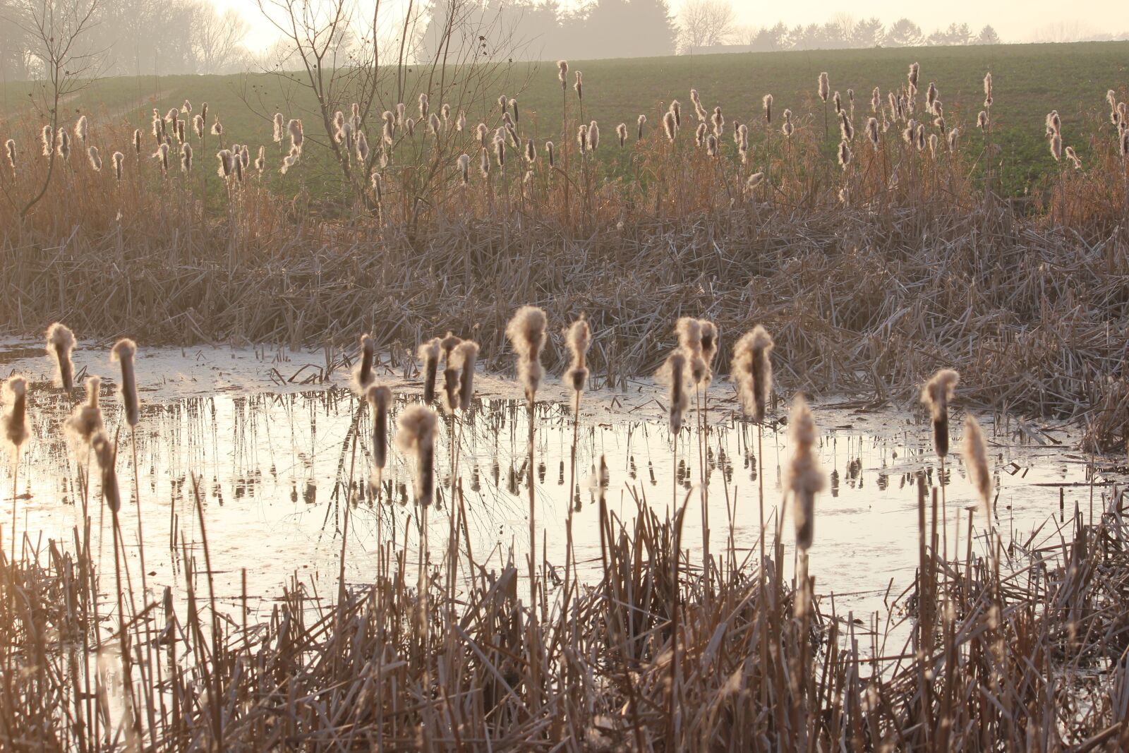 Canon EOS 600D (Rebel EOS T3i / EOS Kiss X5) sample photo. Pond, reed, mirroring photography