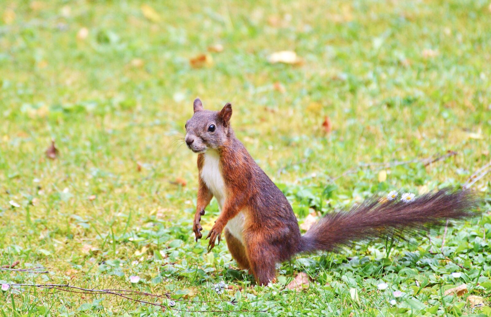 Nikon D3200 sample photo. Squirrel, nager, rodent photography