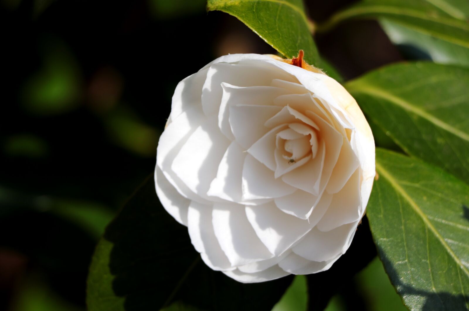 Canon EOS 7D Mark II + Canon EF-S 18-135mm F3.5-5.6 IS STM sample photo. Camellia, white, flower photography