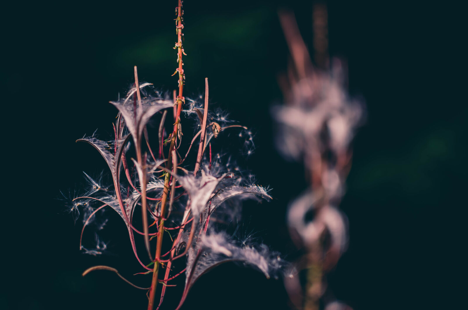 Nikon D5100 + Nikon AF-S DX Nikkor 35mm F1.8G sample photo. Flowers, weeds, wildflower photography