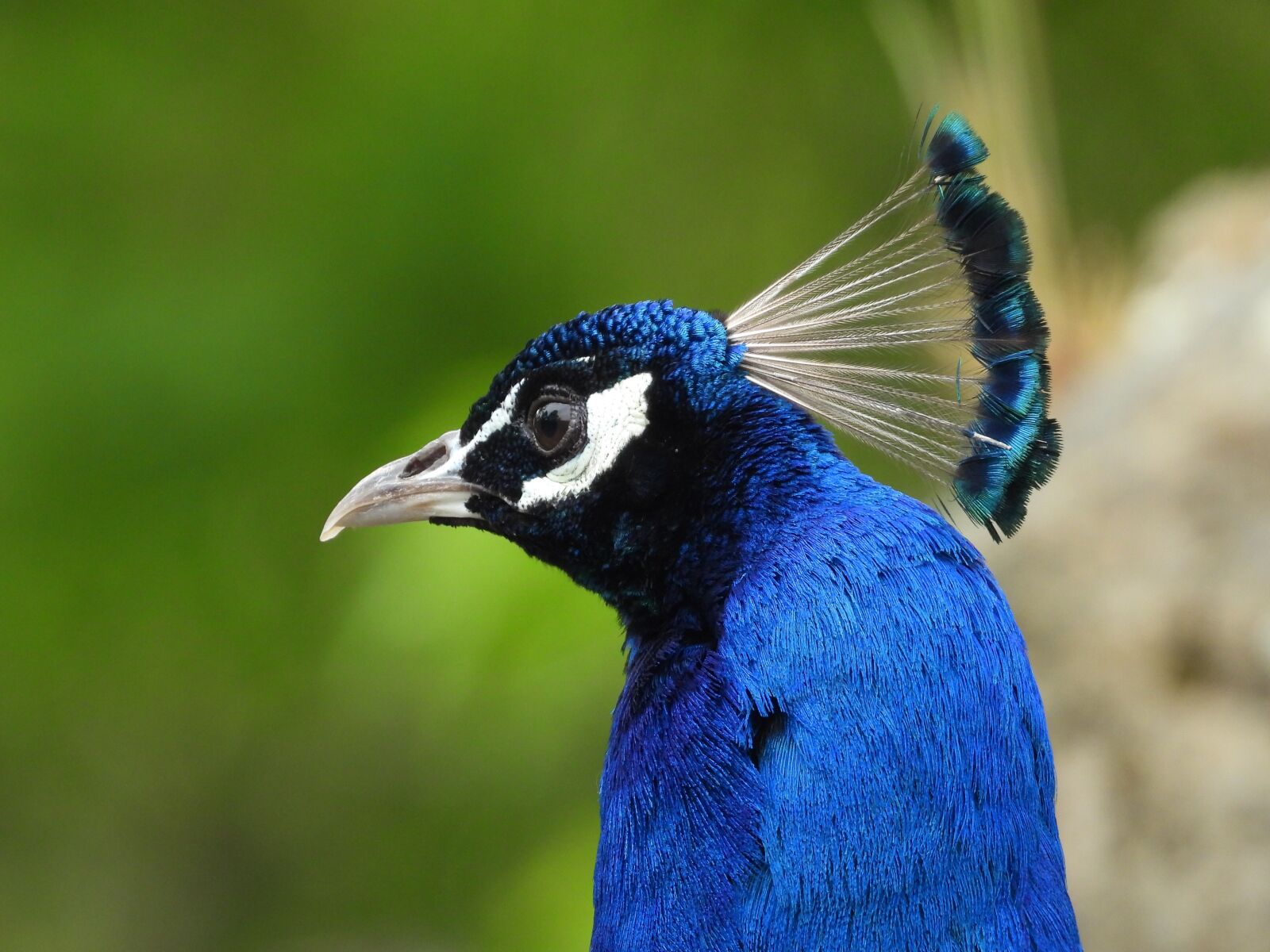 Nikon Coolpix P1000 sample photo. Peacock, bird, pride photography