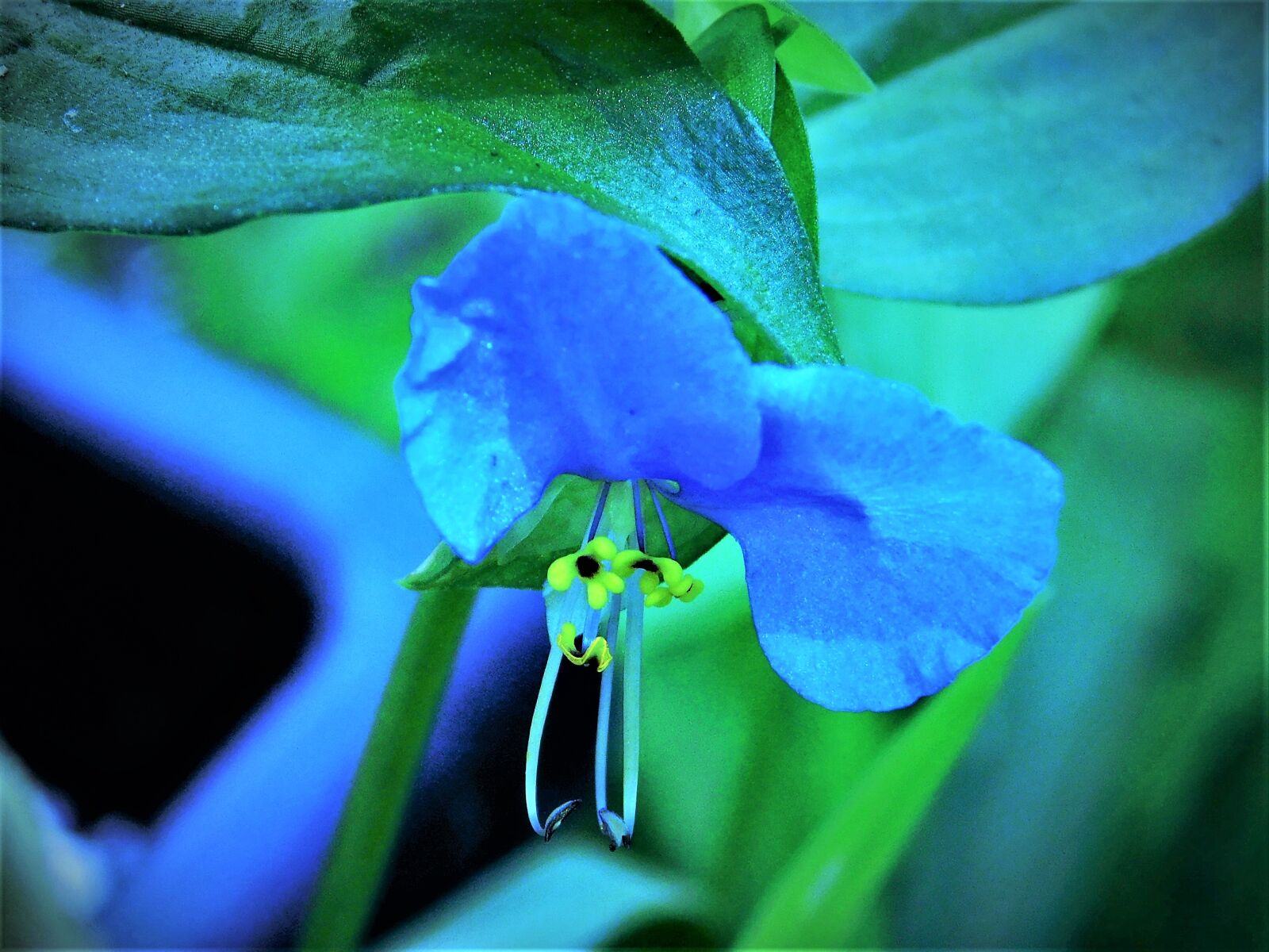 Nikon Coolpix L840 sample photo. Blue, flowers, closeup, flowers photography