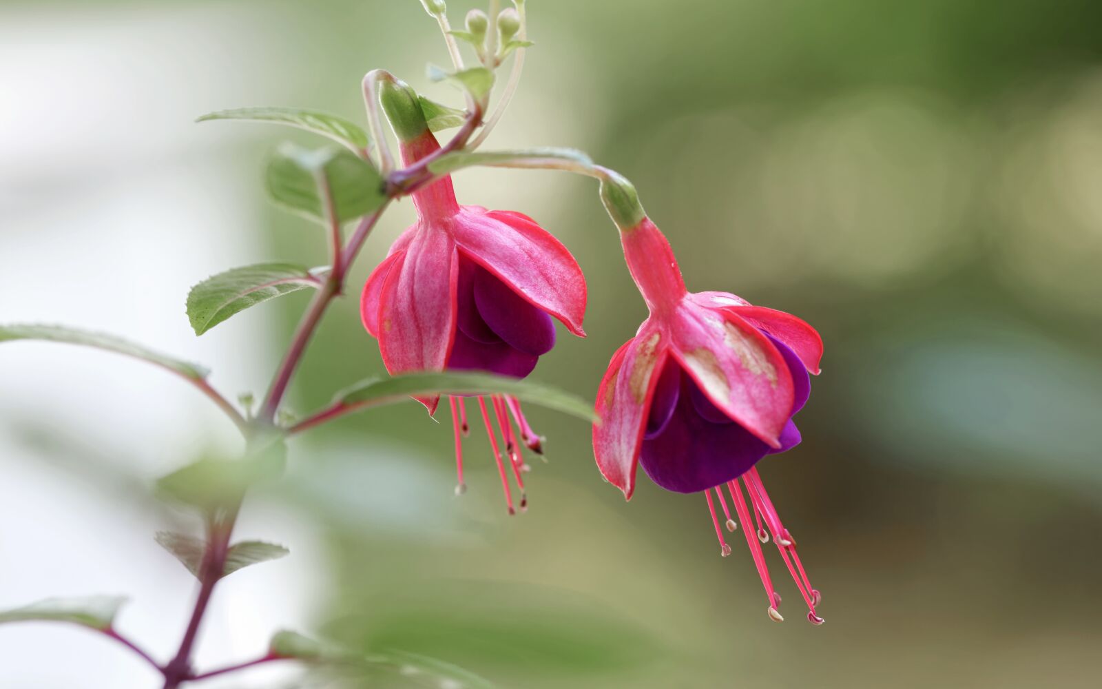 Nikon D5300 sample photo. Flowers, crăciuniță, purple photography